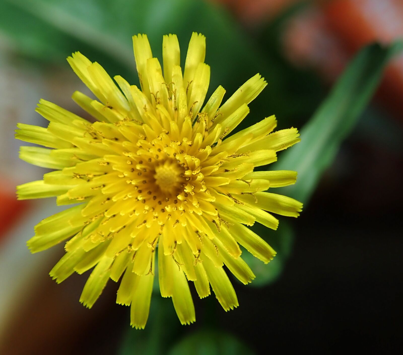 Olympus TG-5 sample photo. Flower, weed, dandelion photography