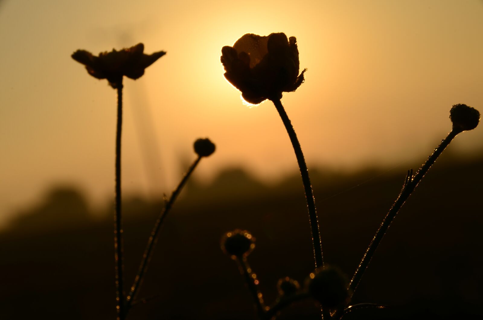 Nikon D5100 sample photo. Sun, sunrise, morgenrot photography