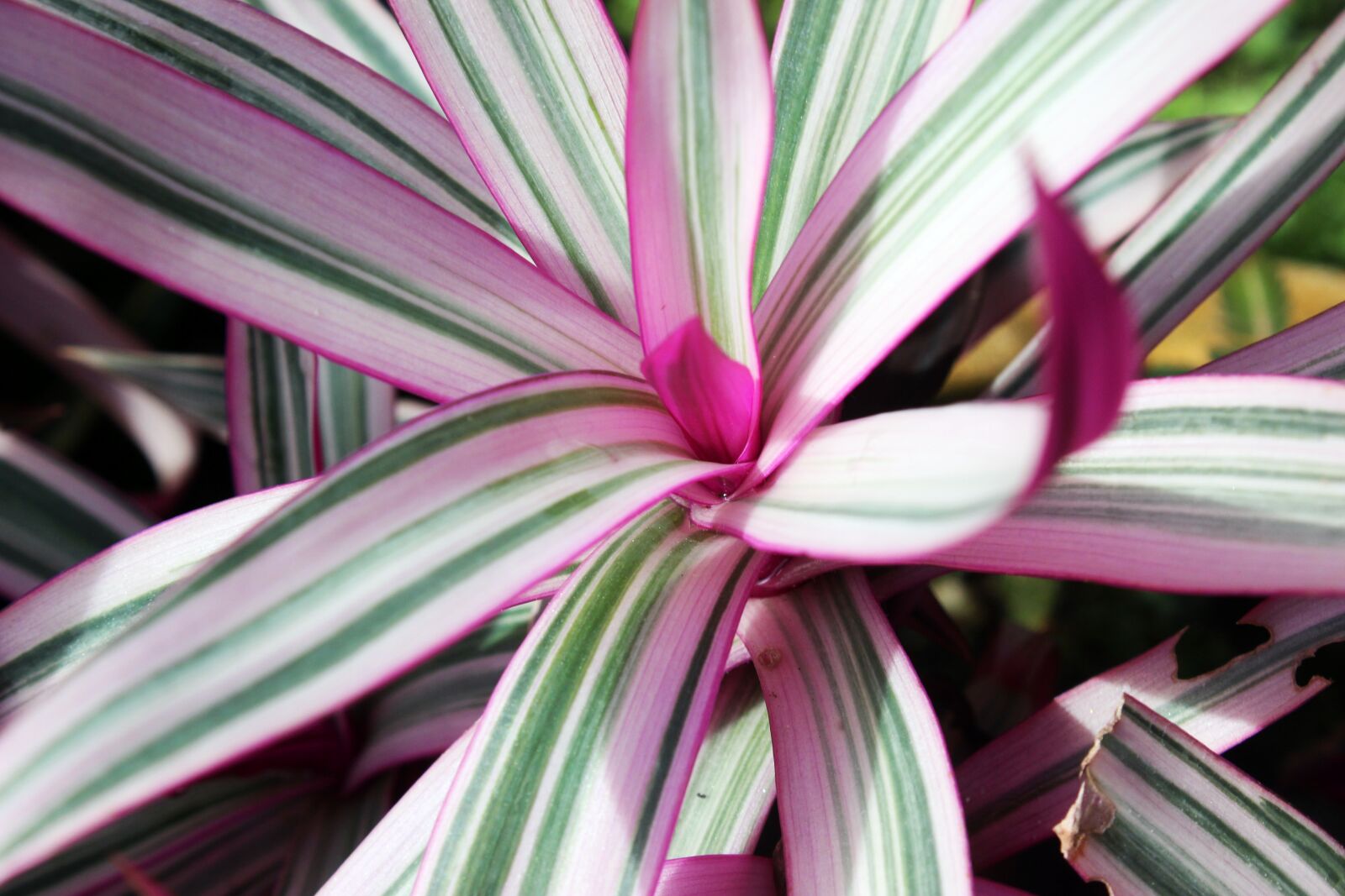 Canon EOS 600D (Rebel EOS T3i / EOS Kiss X5) sample photo. Botany, garden, leaf, macro photography