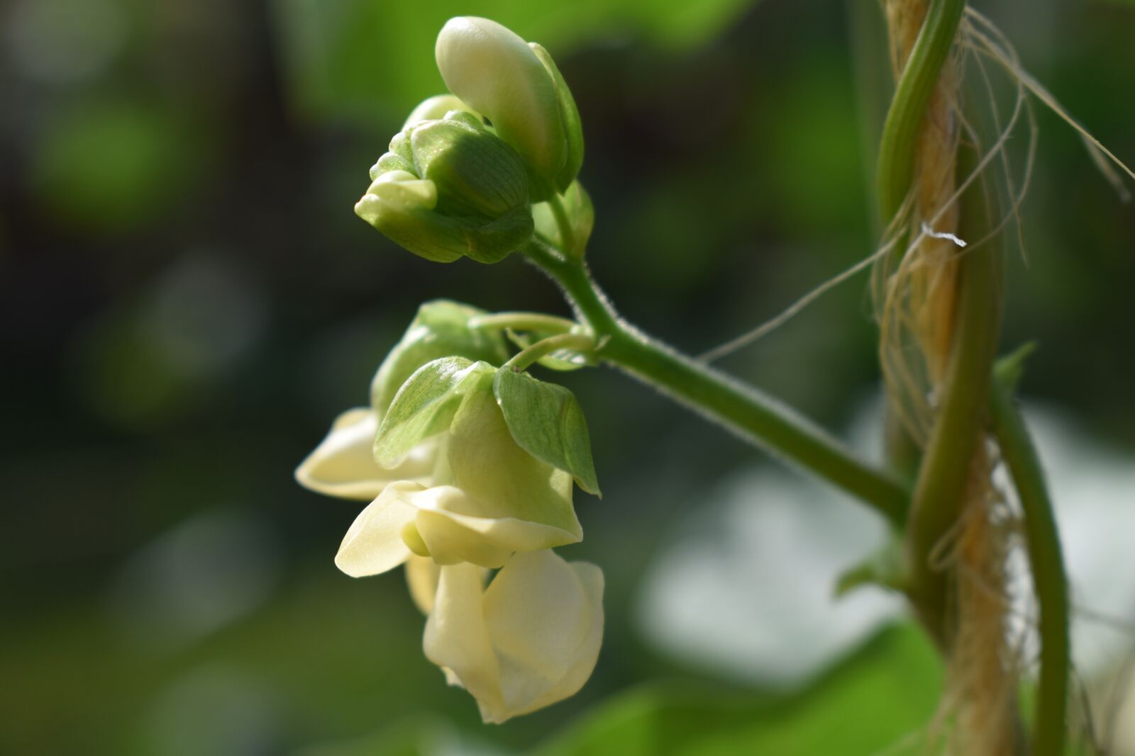 Nikon D5500 sample photo. Green bean, flower, garden photography