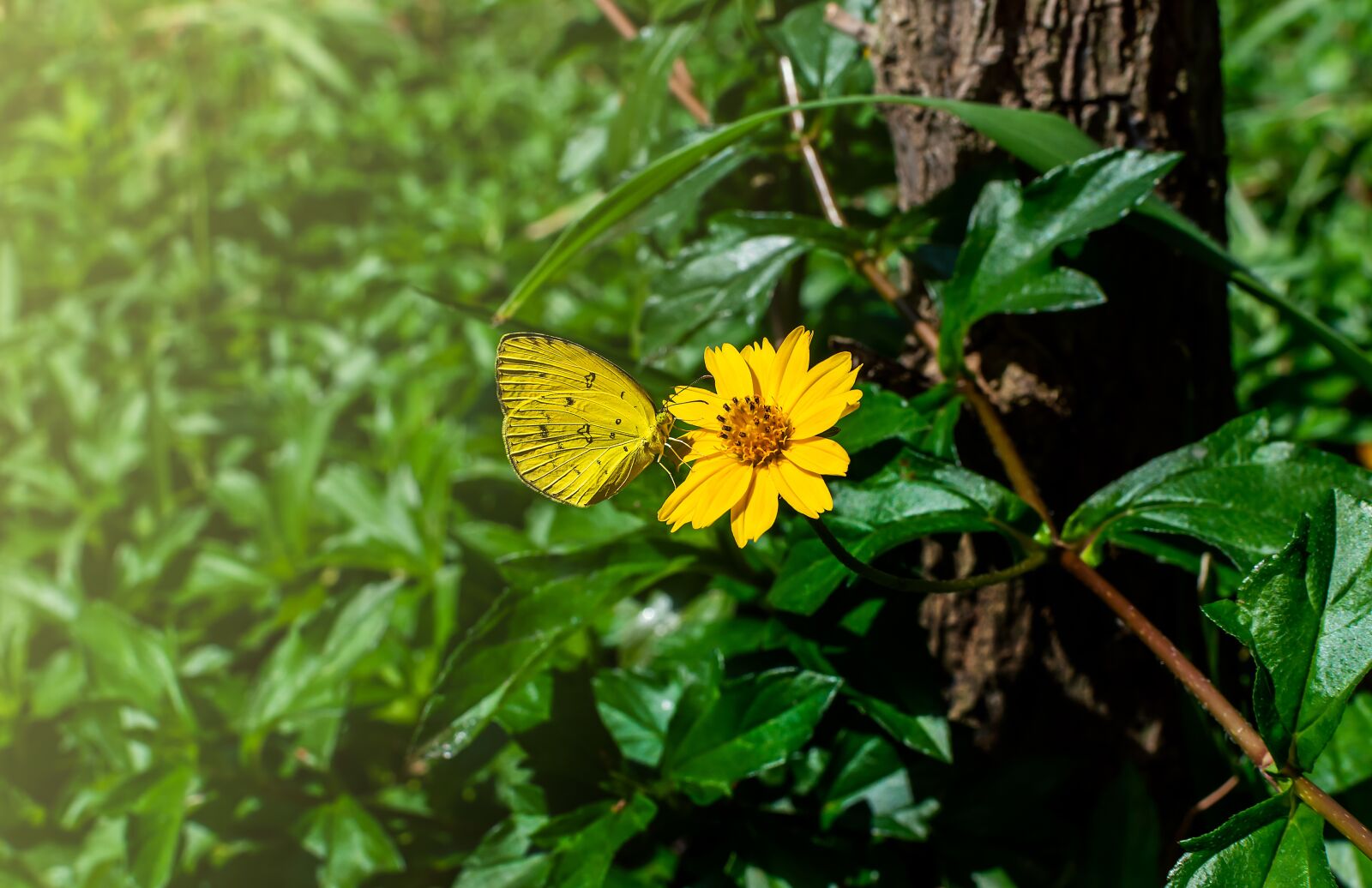 Nikon D3200 sample photo. Sphagneticola trilobata, summer, color photography