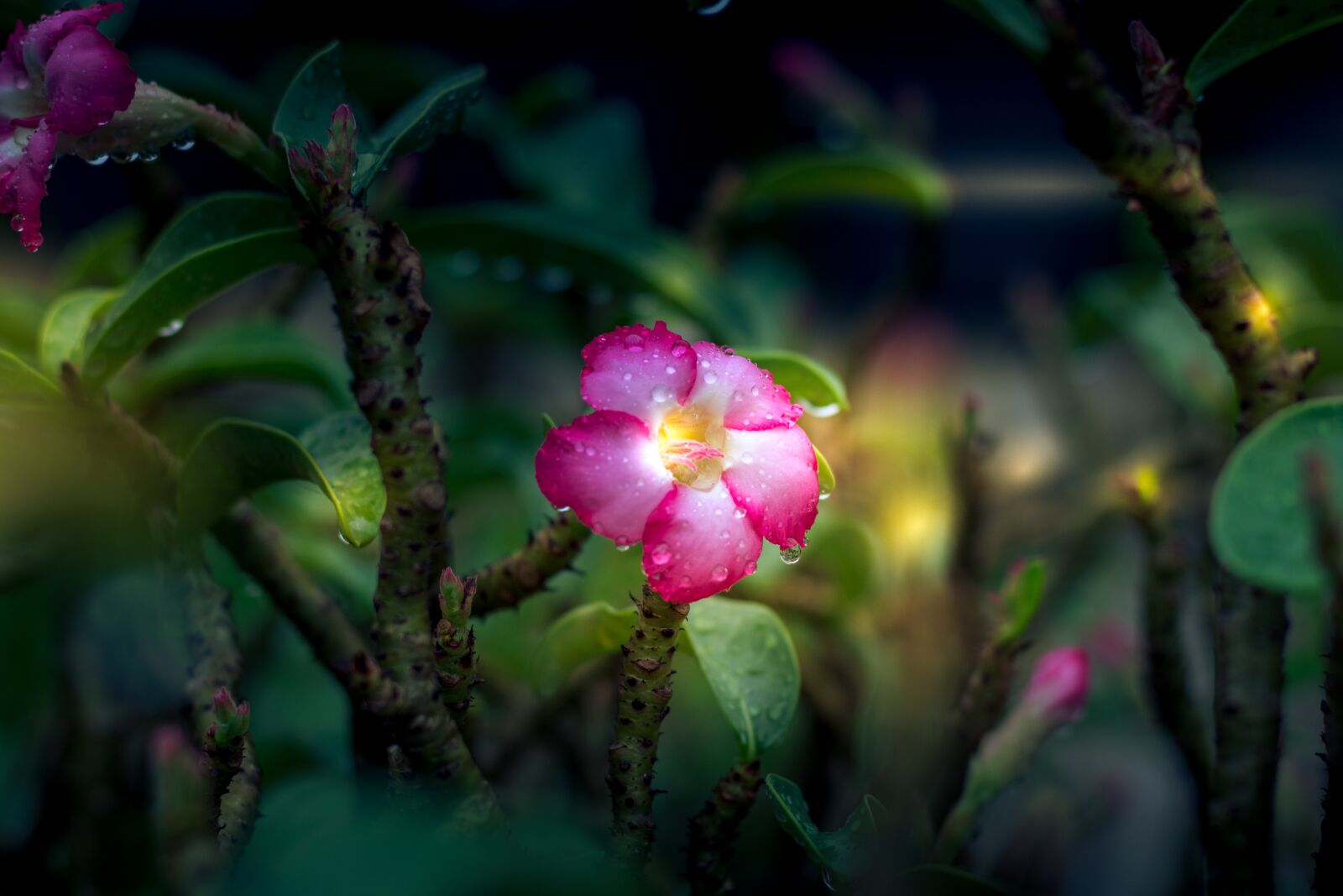 Canon EOS 700D (EOS Rebel T5i / EOS Kiss X7i) + Canon EF 50mm F1.8 STM sample photo. Invited to visit, flowers photography