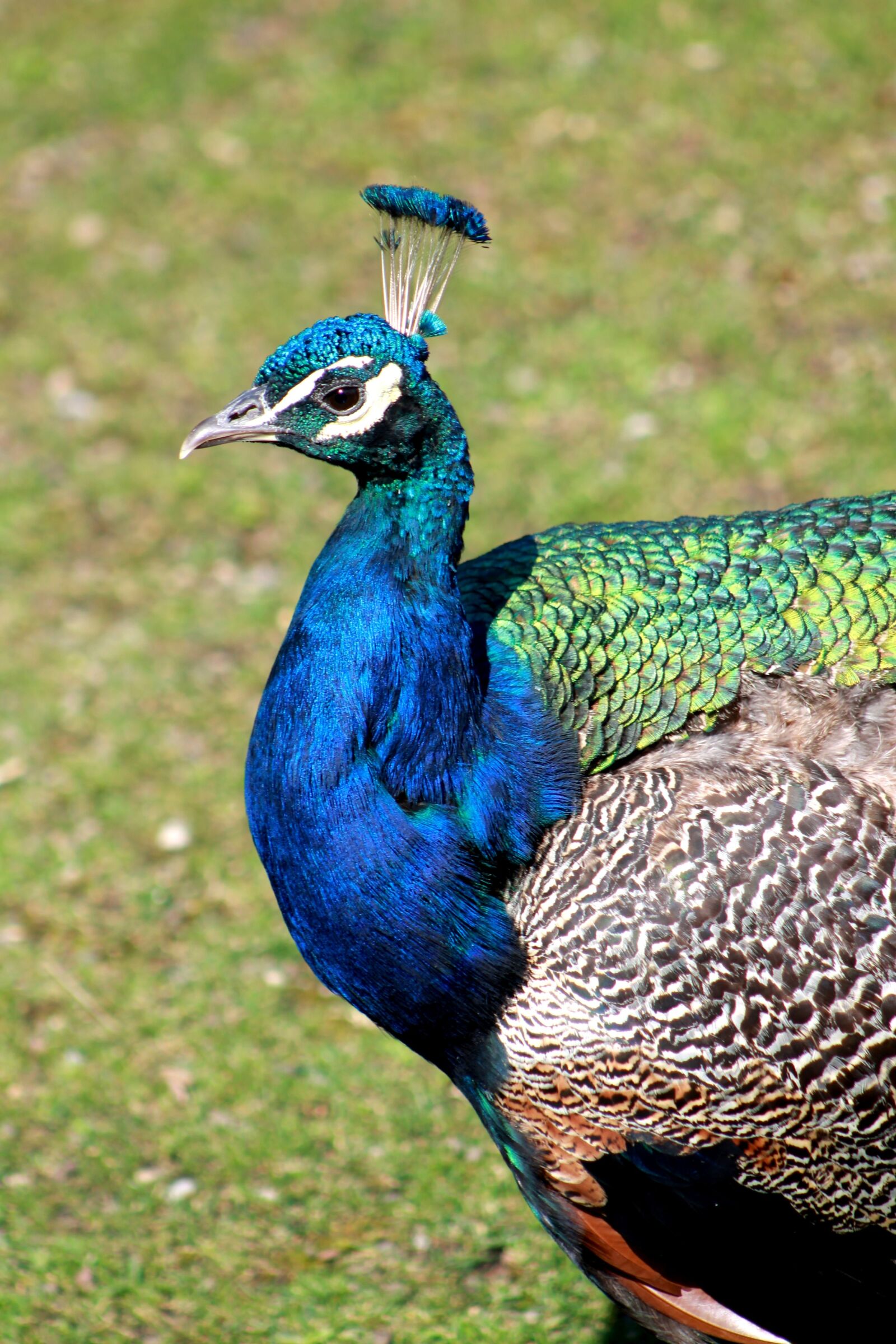 Canon EF 75-300mm f/4-5.6 sample photo. Peacock, bird, animal photography