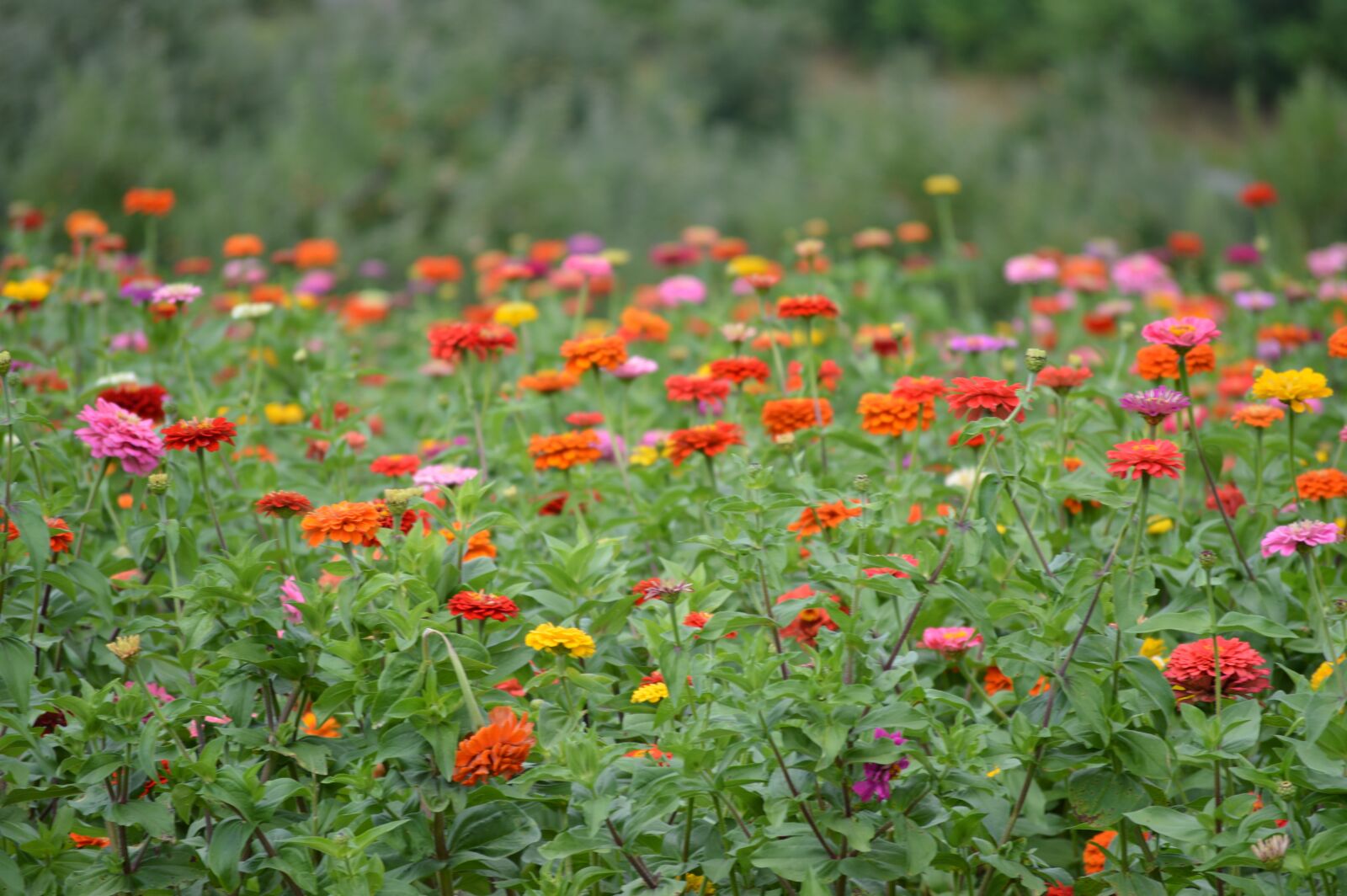 Nikon D3200 sample photo. Flowers, flower garden, nature photography