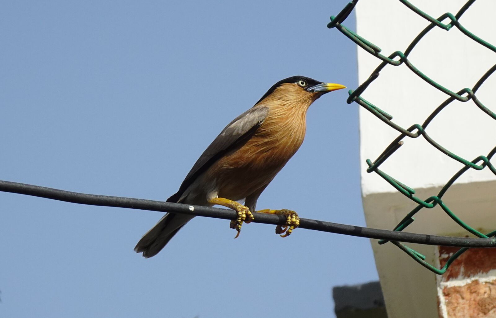 Sony DSC-WX800 sample photo. Bird, aves, brahminy myna photography