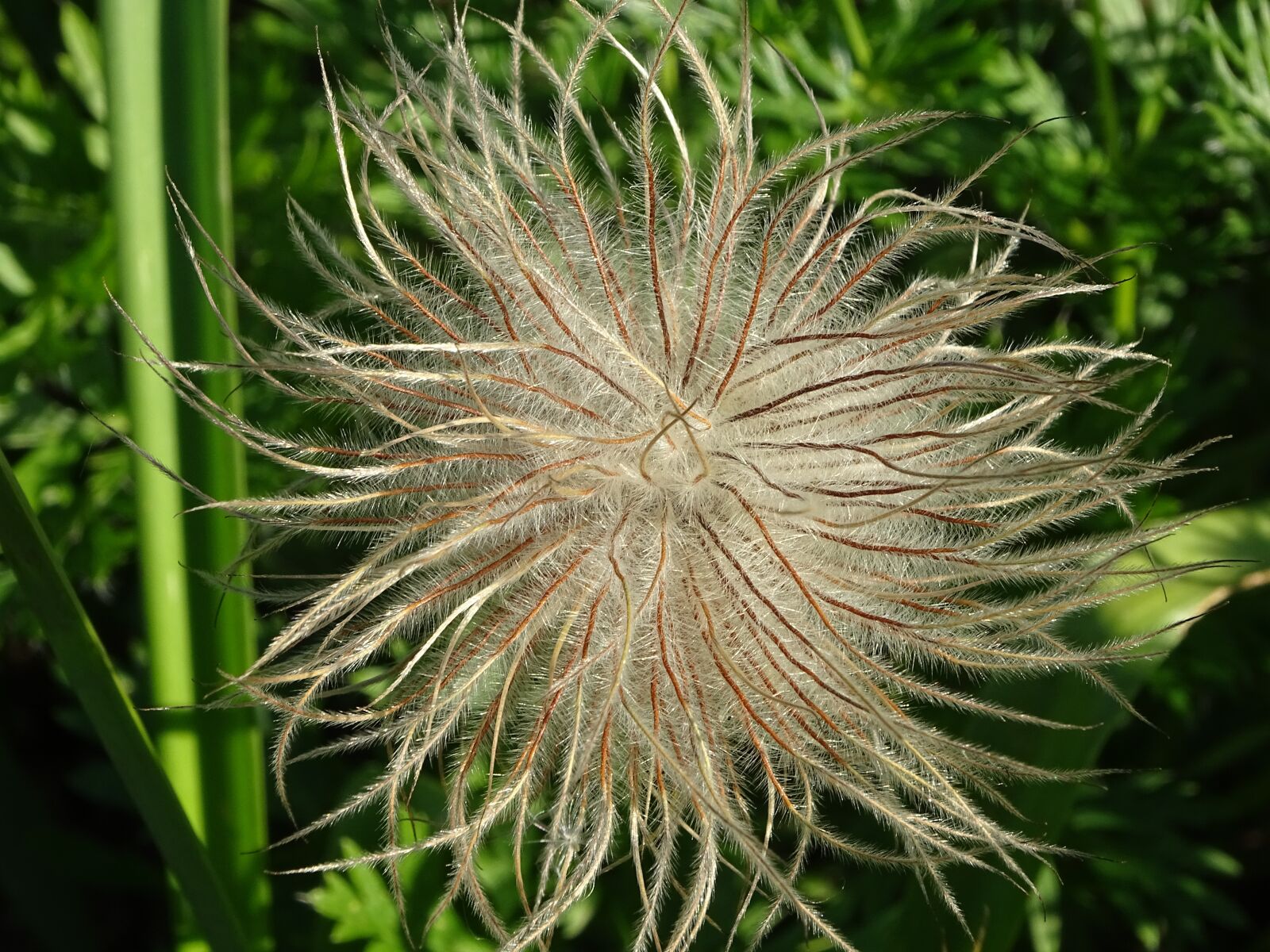 Sony Cyber-shot DSC-HX400V sample photo. Flower, ephemeral, nature photography