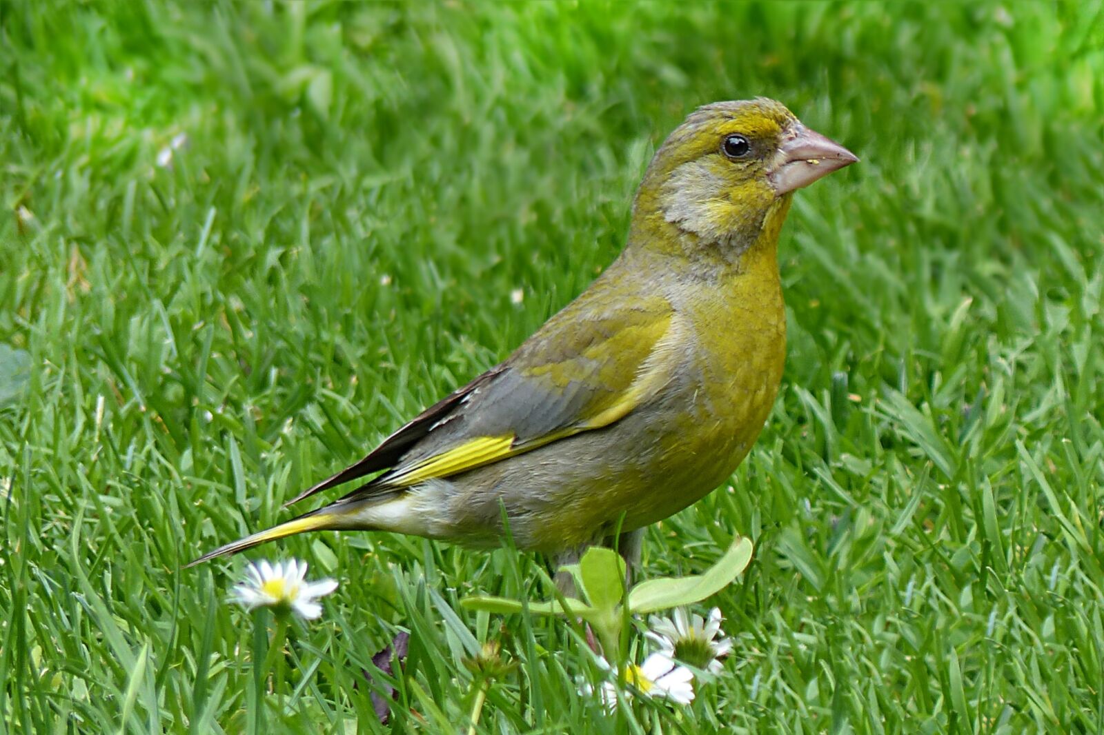 Panasonic Lumix DMC-FZ200 sample photo. Animal, bird, greenfinch photography