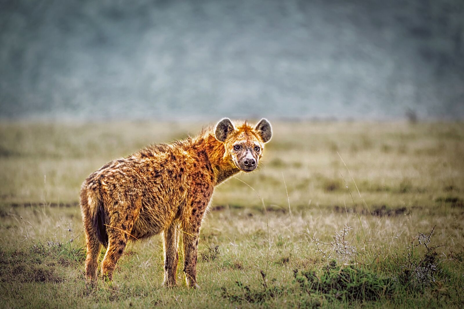 Nikon D3S sample photo. Animal, wild, hyena photography
