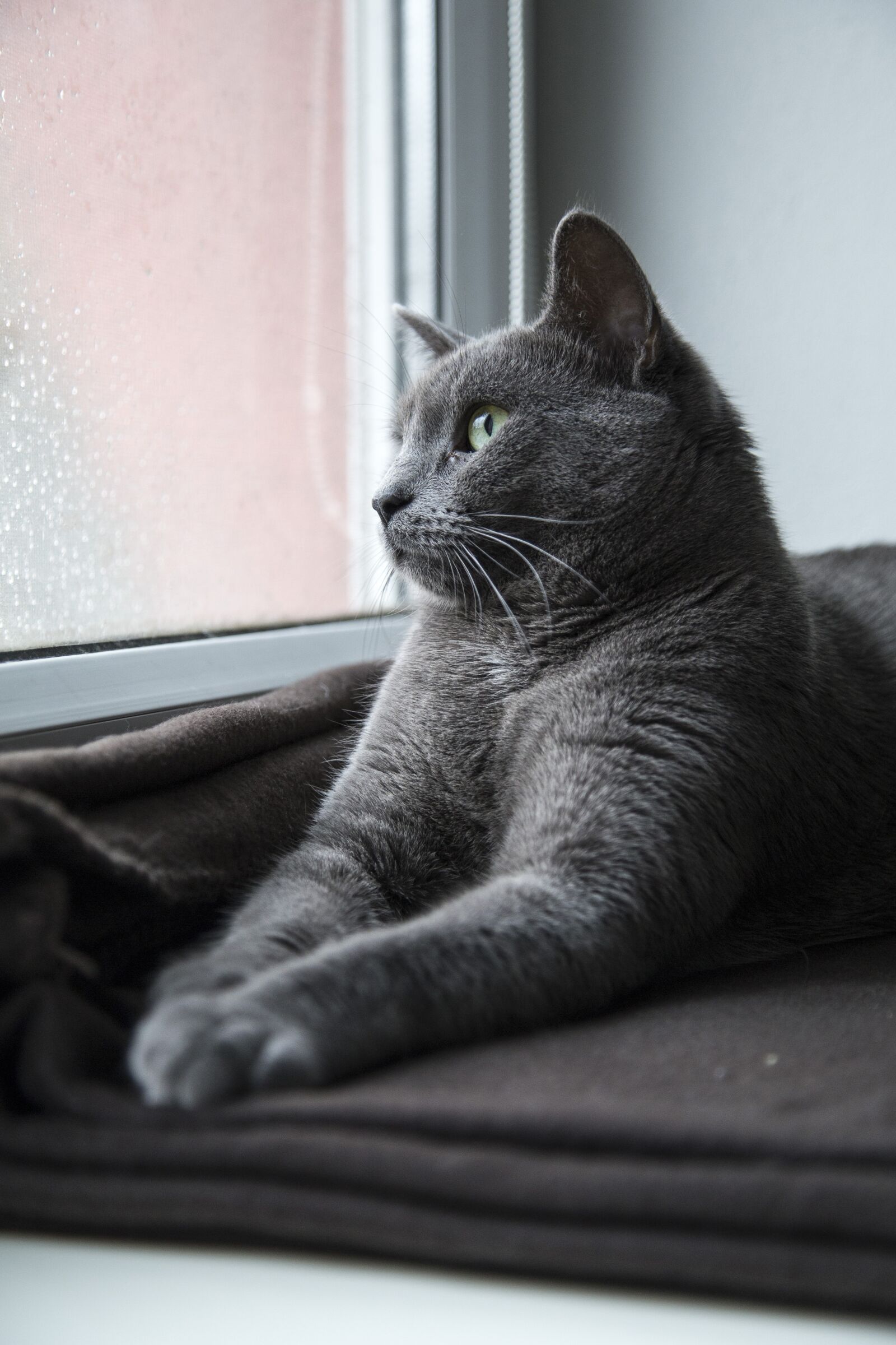 Canon EOS 6D + Canon EF 24-105mm F4L IS USM sample photo. Cat, feline, kitten photography