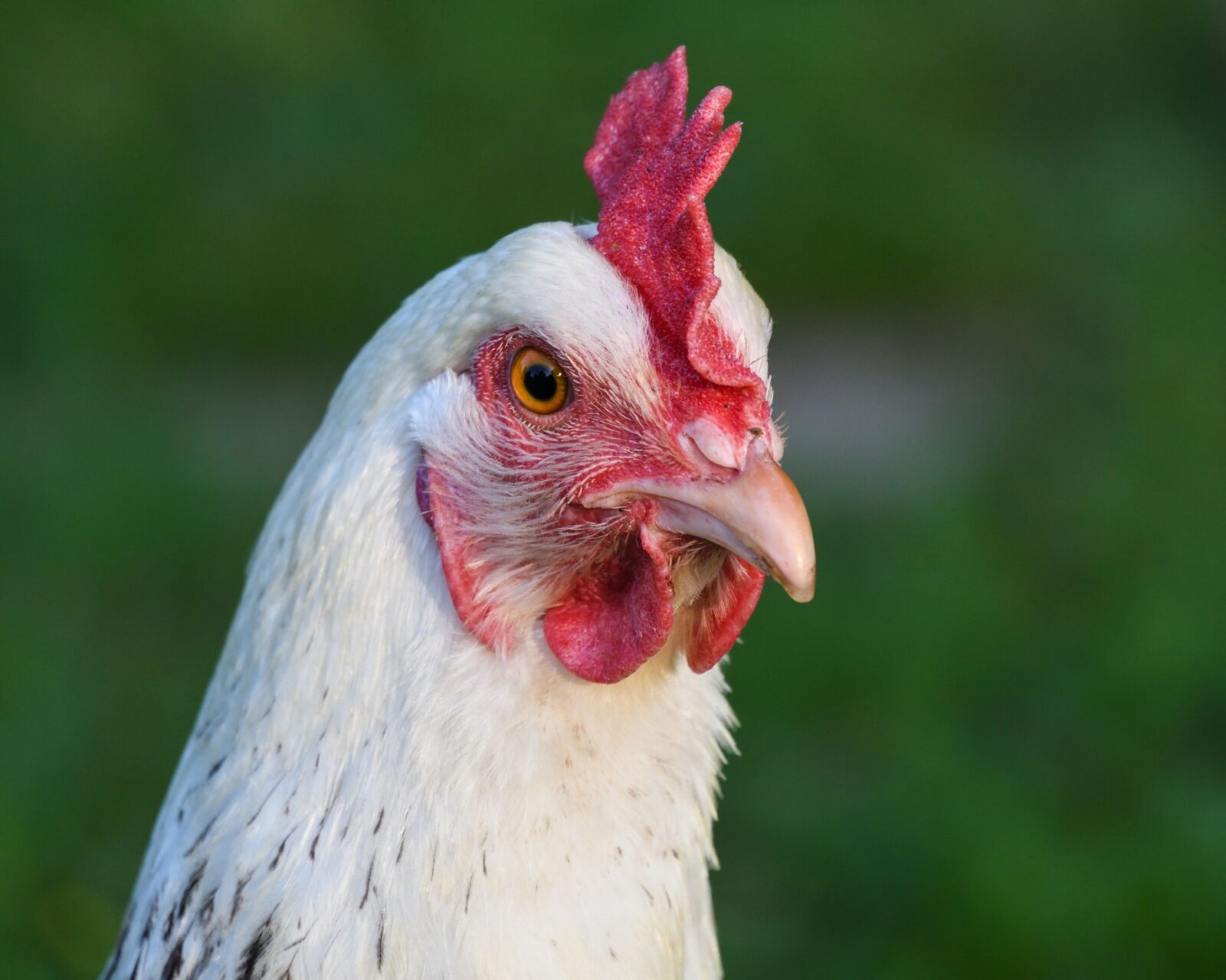 Nikon D500 sample photo. Hen, white, head photography