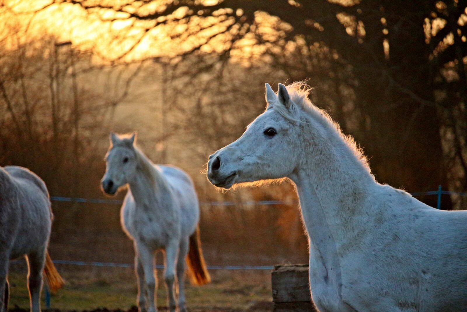 Canon EOS 100D (EOS Rebel SL1 / EOS Kiss X7) sample photo. Mold, horse, horse head photography