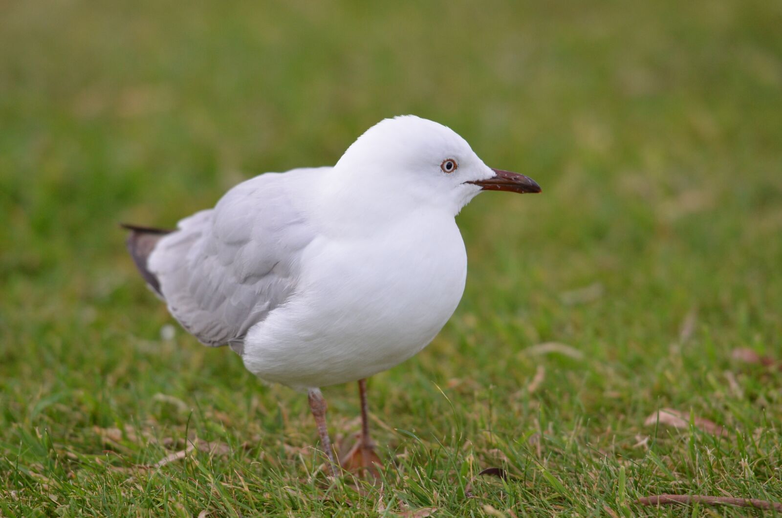 Nikon D7000 sample photo. Bird, seagull, grass photography