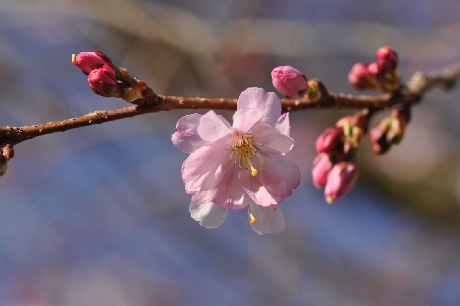 Nikon D5000 sample photo. Blossom, prunus, spring photography
