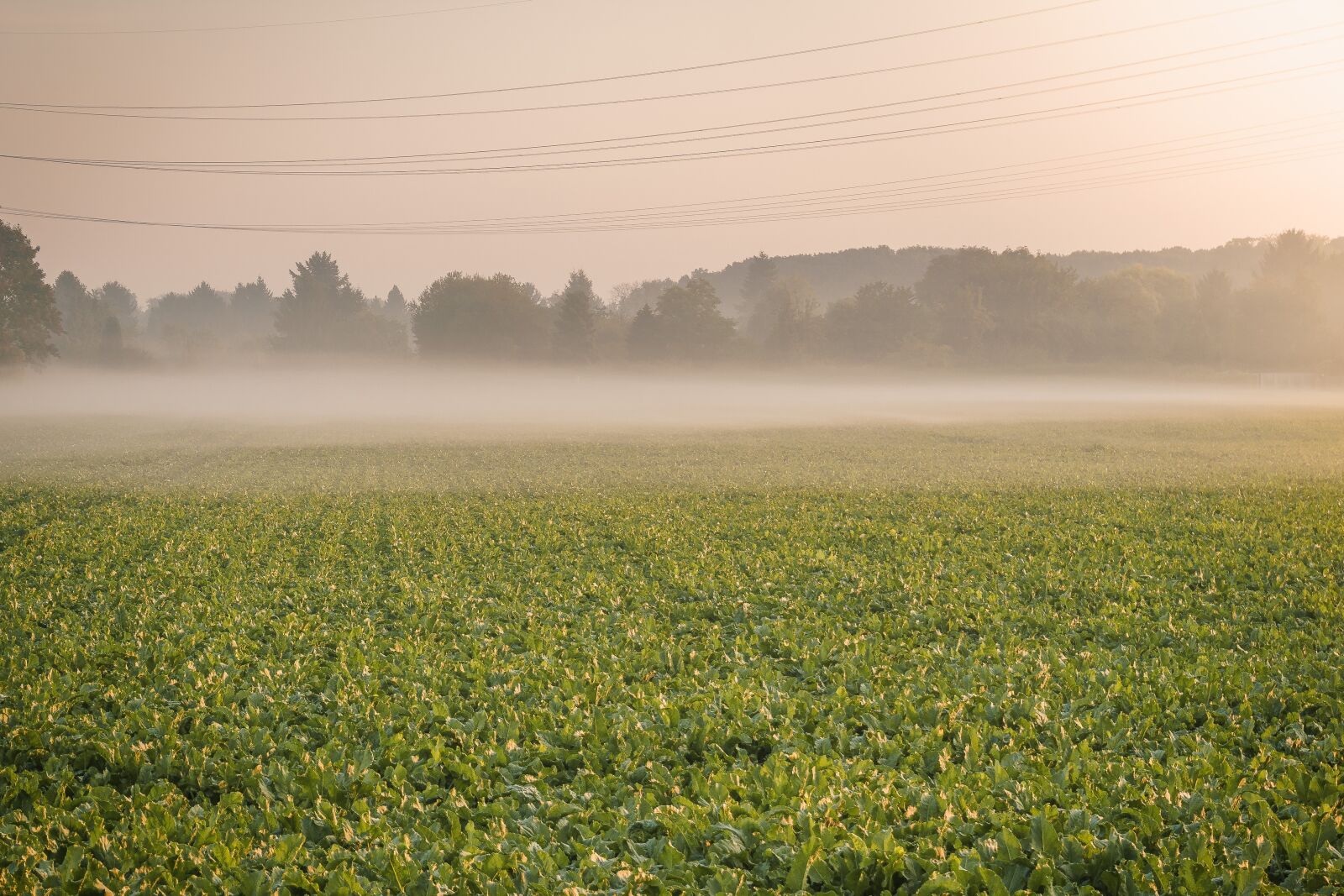 Sony a6000 sample photo. Morning haze, sunrise, nature photography