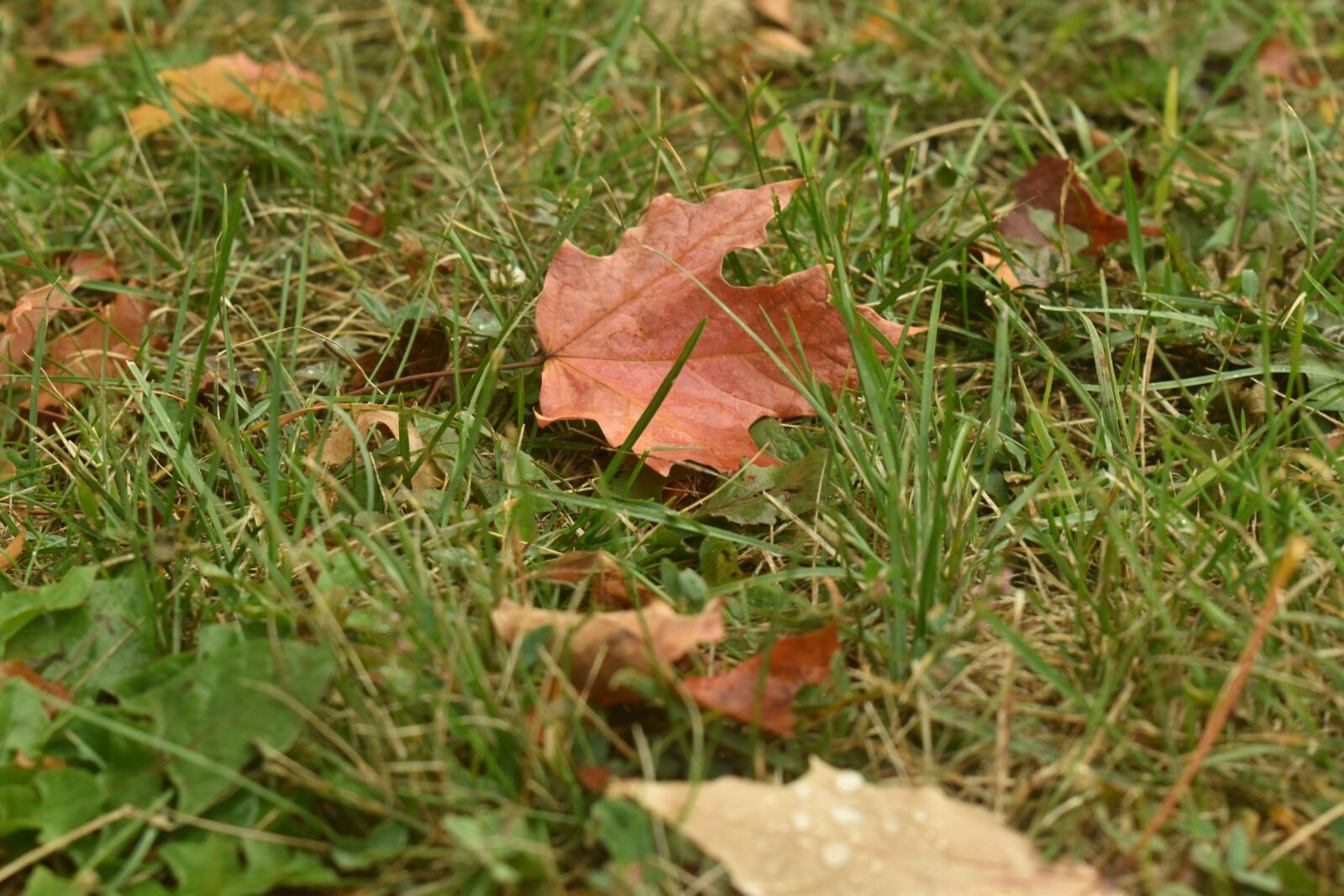 Nikon D3500 sample photo. Fall, toronto, nature photography