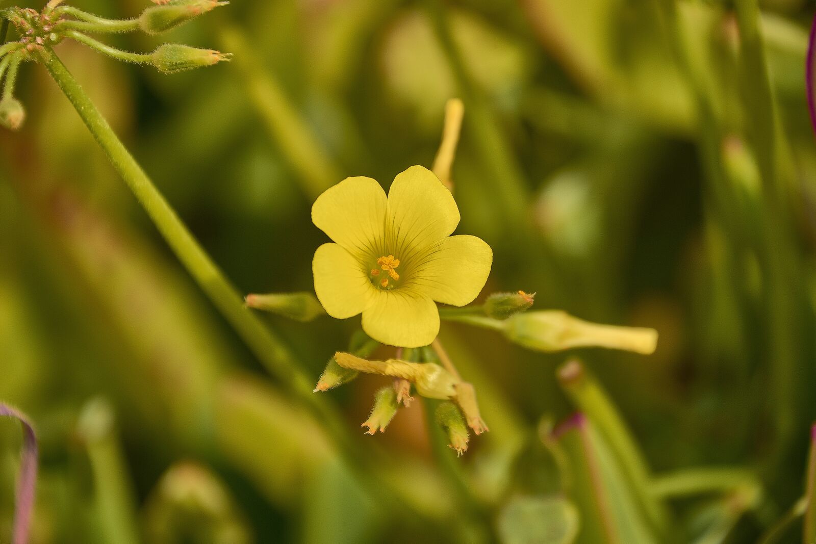 Nikon D7200 sample photo. Flower, garden, plant photography