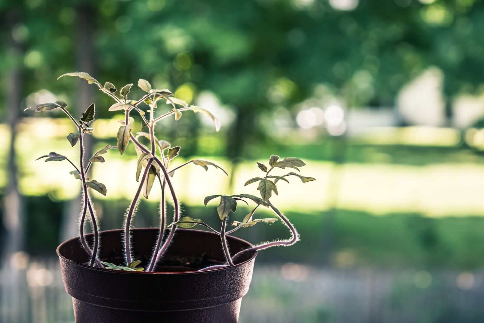Nikon D5600 sample photo. Plant, green, light photography