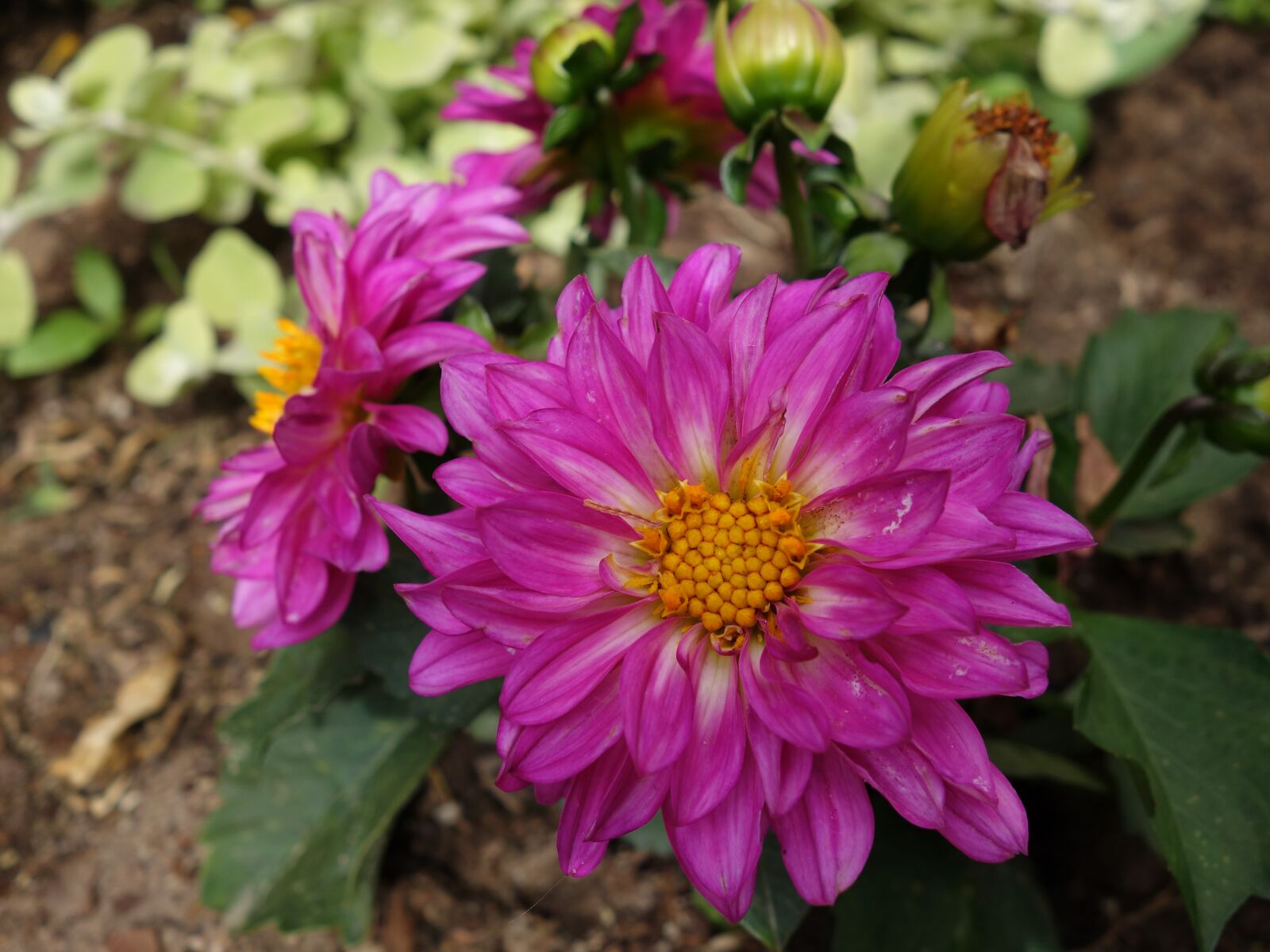 Sony Cyber-shot DSC-RX100 II sample photo. Flower, garden, pink photography
