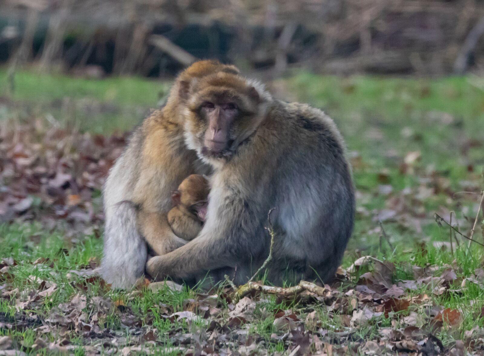 Canon EOS 7D Mark II sample photo. Mother and baby macaque photography