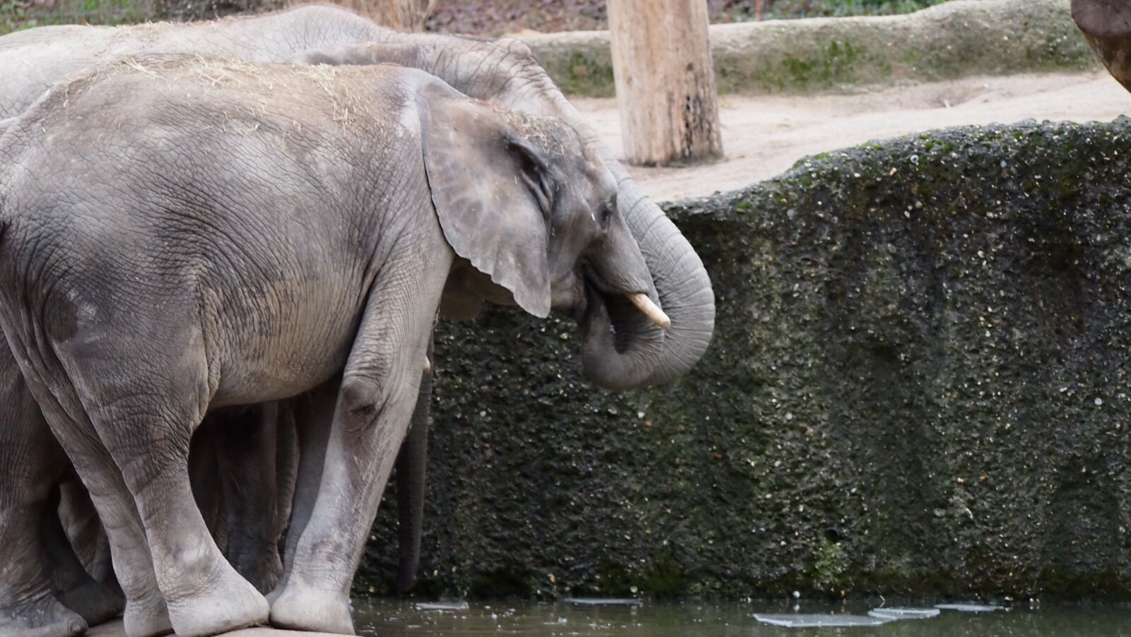 Olympus PEN E-PL3 sample photo. Elephant, zoo, wuppertal photography