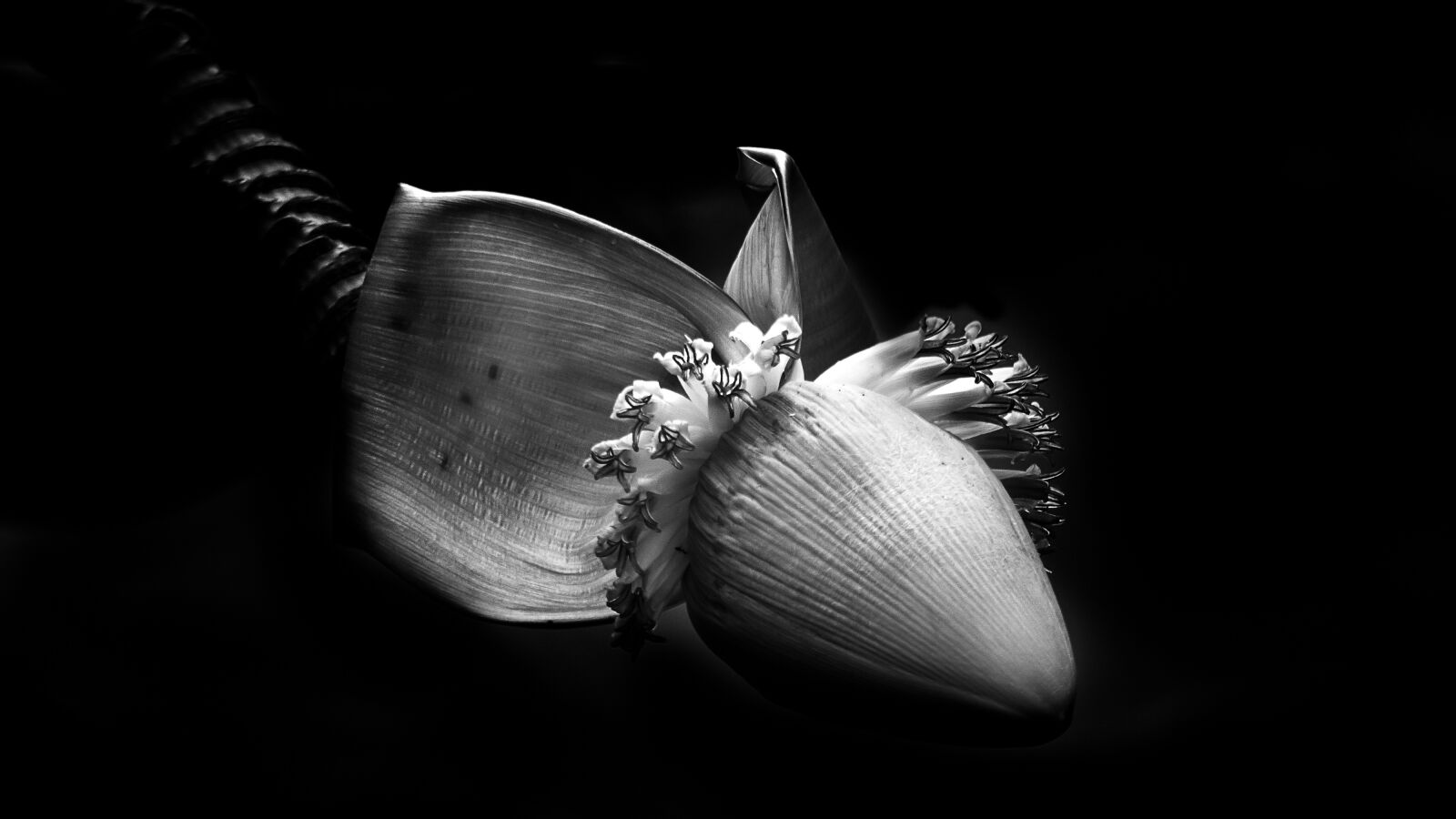 Panasonic Lumix DMC-FZ300 sample photo. Banana, banana flower, banana photography