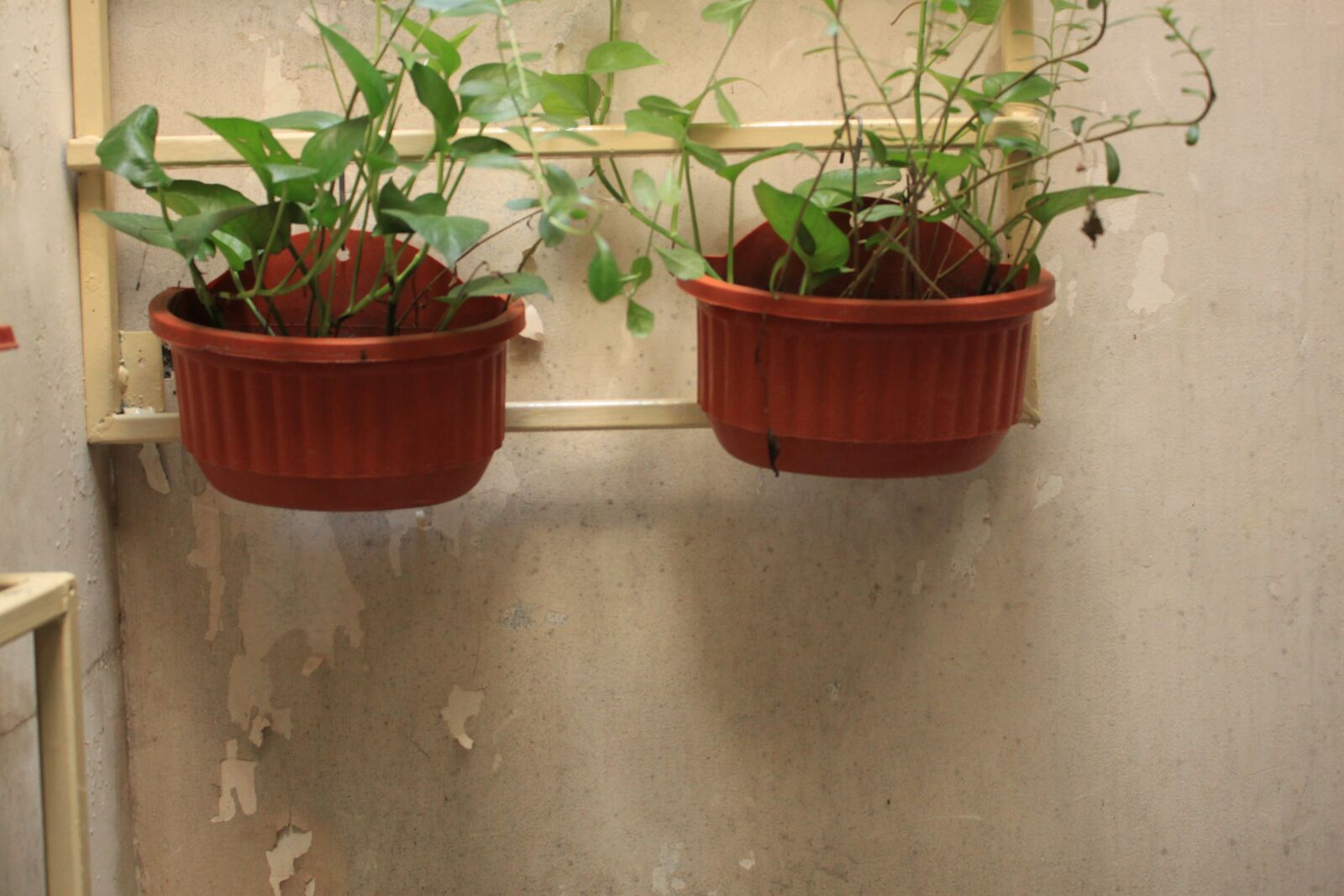 Canon EOS 500D (EOS Rebel T1i / EOS Kiss X3) sample photo. Garden, the yard, home photography