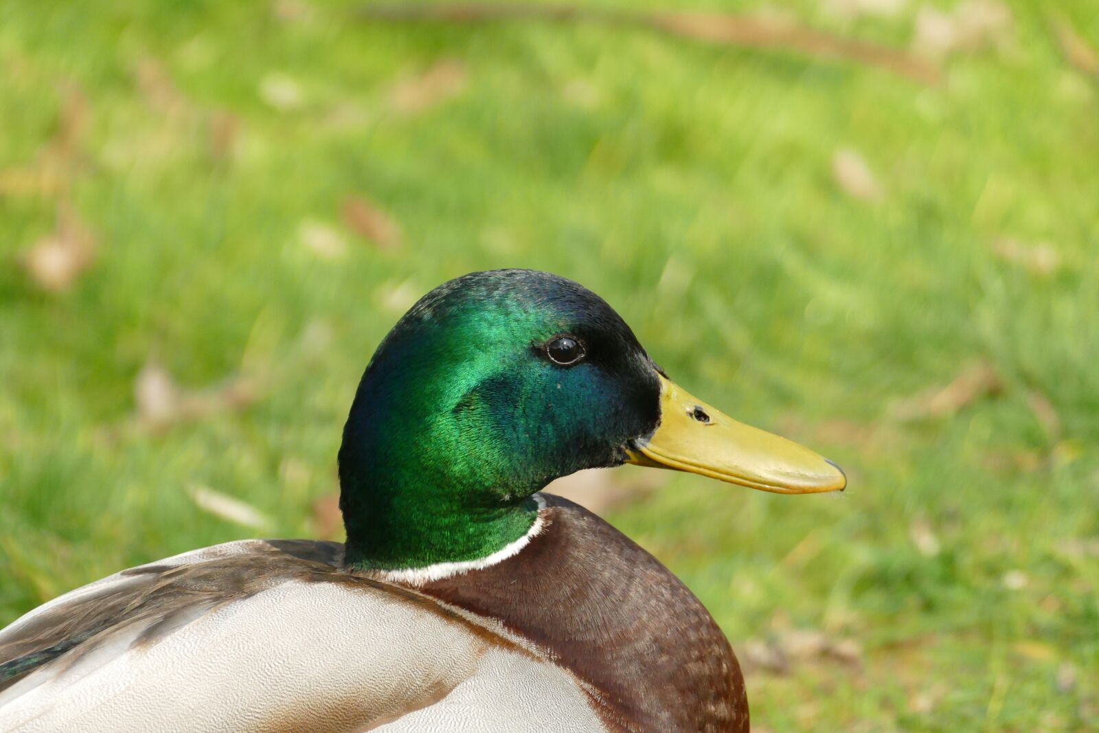 Panasonic Lumix DMC-FZ1000 sample photo. Duck, mallard, male photography