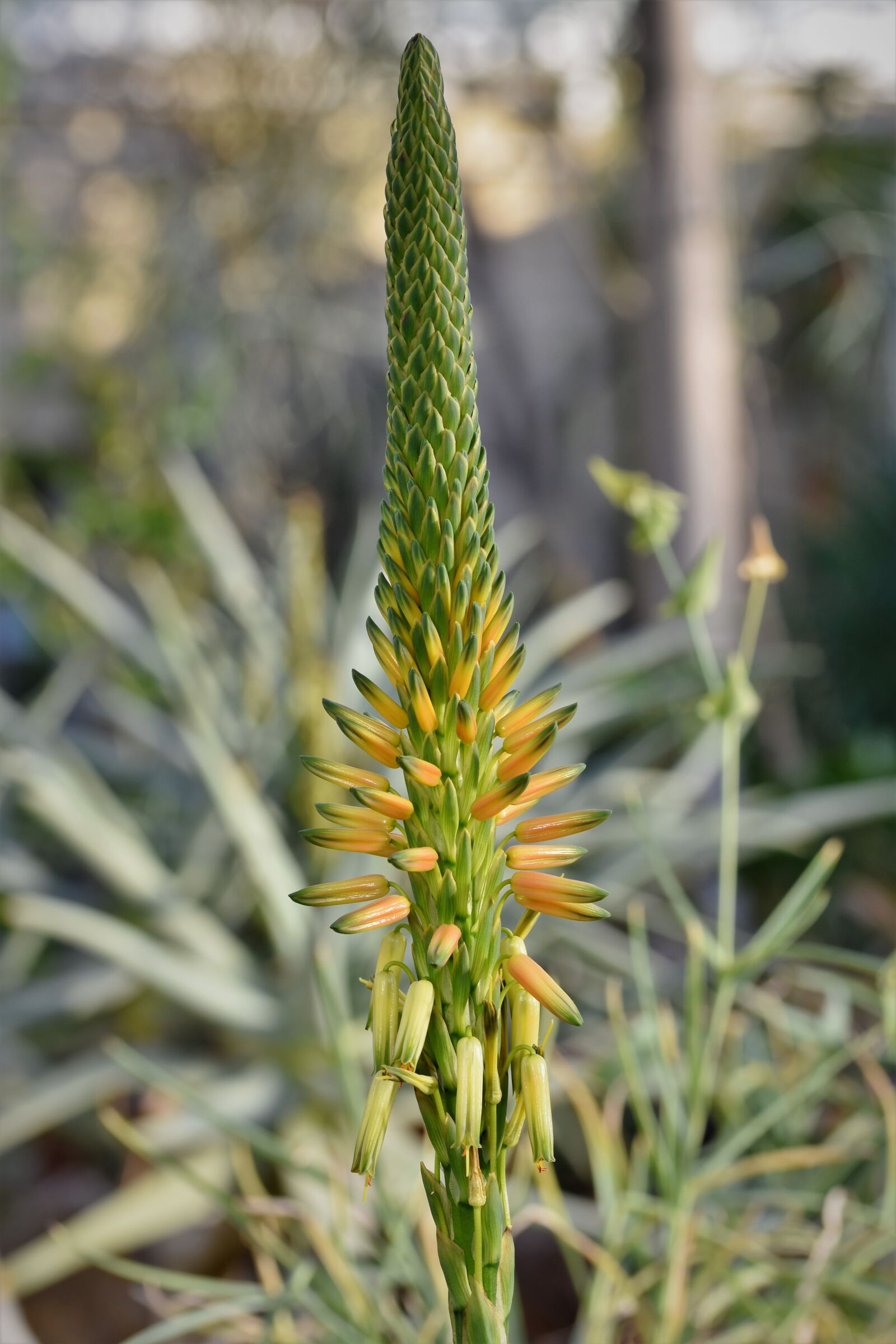 Nikon D7200 sample photo. Torch lily, rocket flower photography
