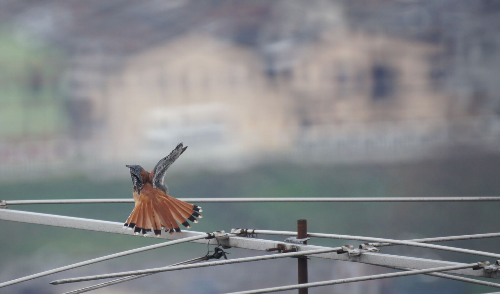 Sony SLT-A55 (SLT-A55V) + Sony 500mm F8 Reflex sample photo. Birds, nature, armenia photography