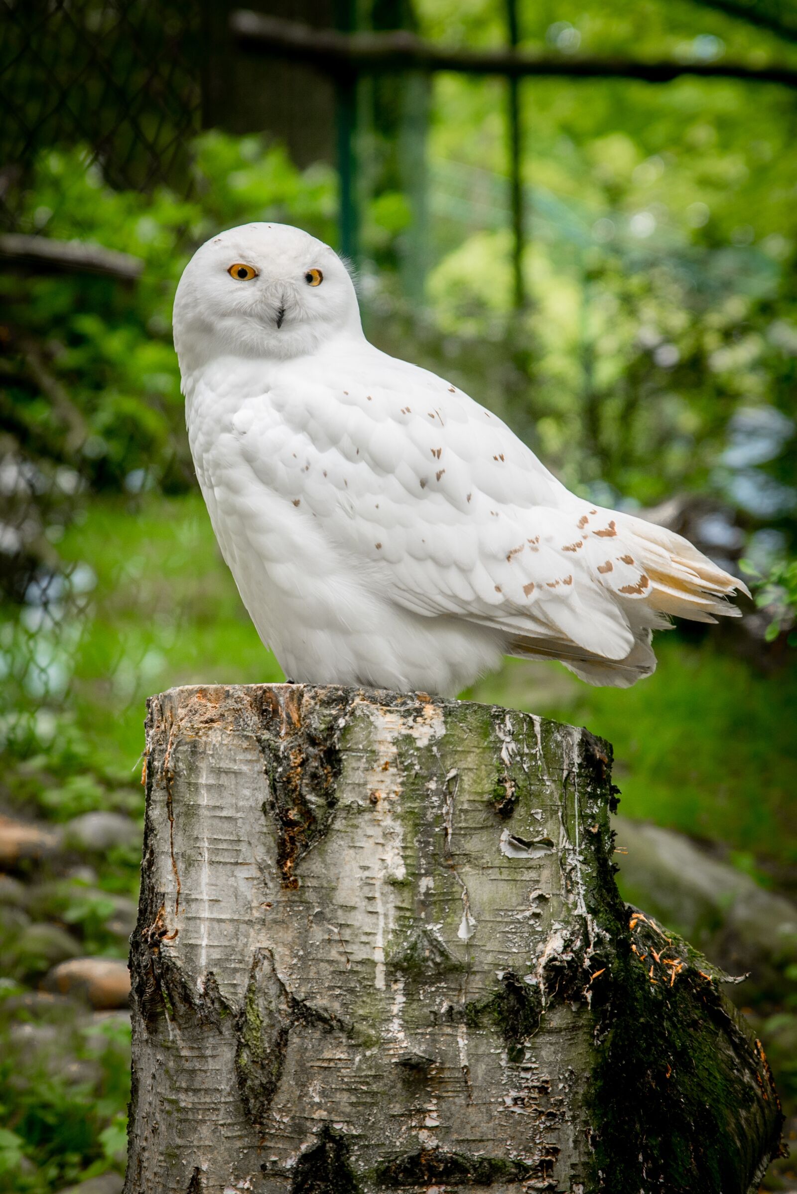 Tamron SP 24-70mm F2.8 Di VC USD sample photo. Nature, bird, animal world photography