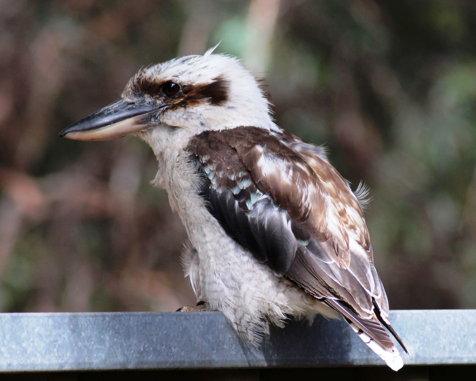 Canon EOS 700D (EOS Rebel T5i / EOS Kiss X7i) sample photo. Laughing kookaburra, fledgling, young photography
