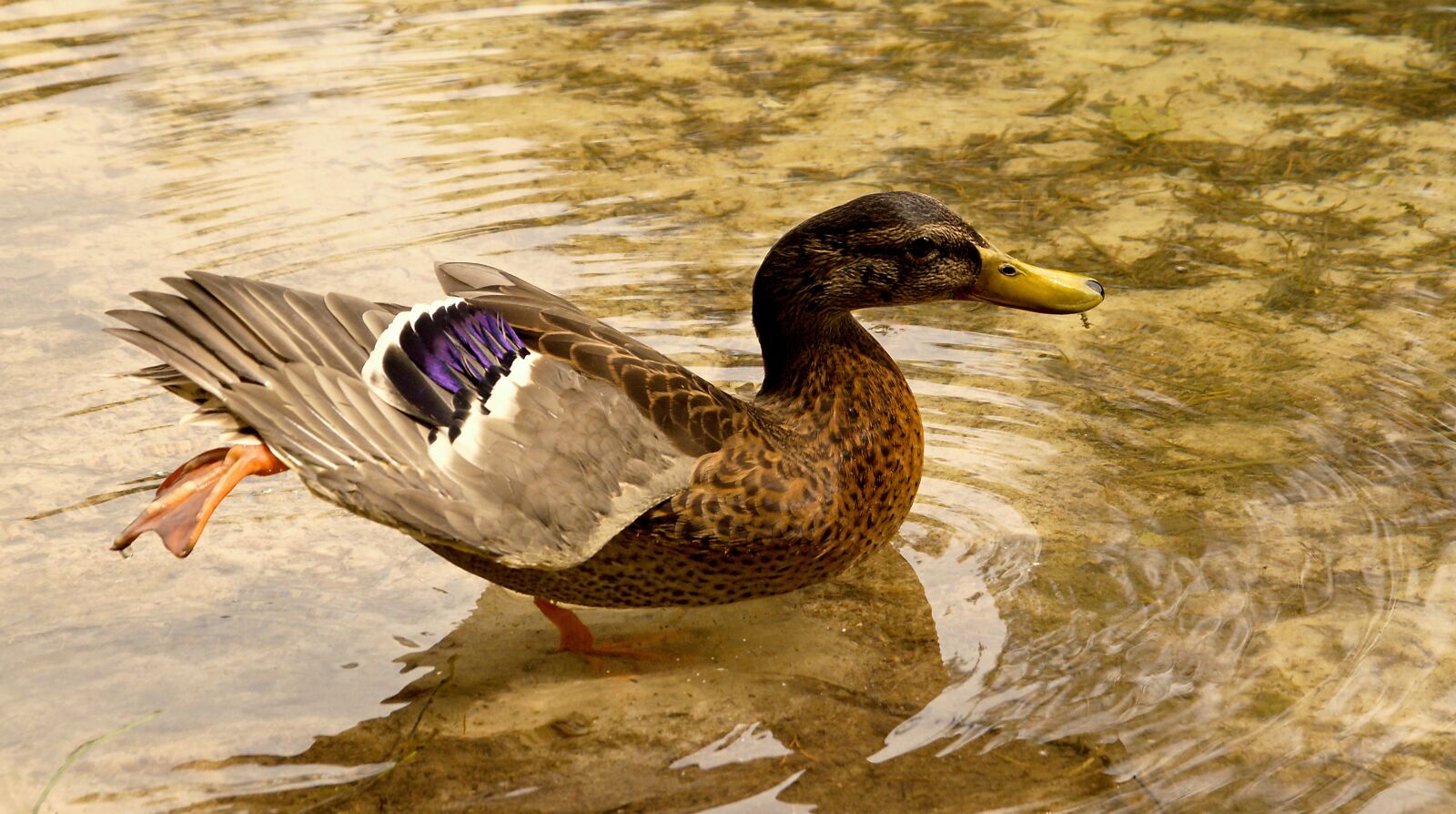 Nikon D5100 sample photo. Animal, background, beak photography