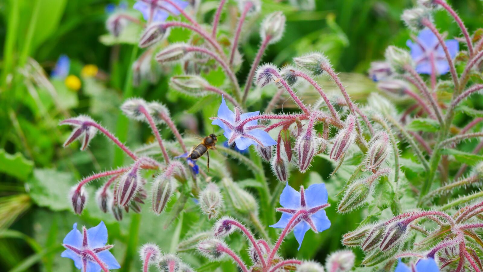 Panasonic Lumix DMC-GX85 (Lumix DMC-GX80 / Lumix DMC-GX7 Mark II) sample photo. Flowers, bees, meadow photography