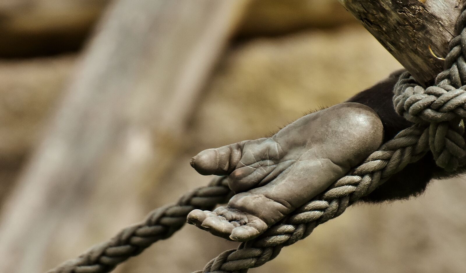 Nikon D7200 sample photo. Gorilla, monkey, foot photography