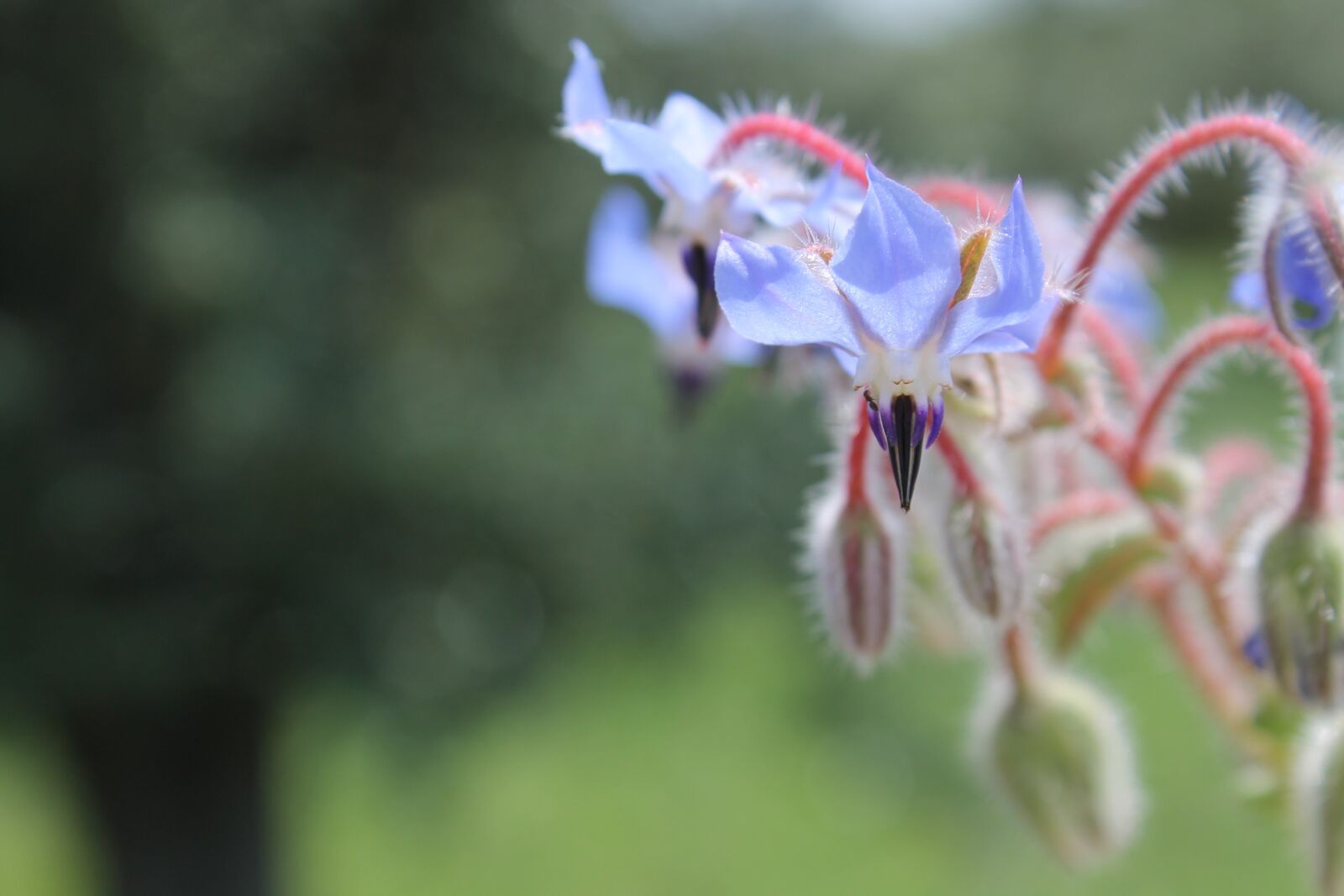 Canon EOS 1100D (EOS Rebel T3 / EOS Kiss X50) sample photo. Flower, nature, green photography