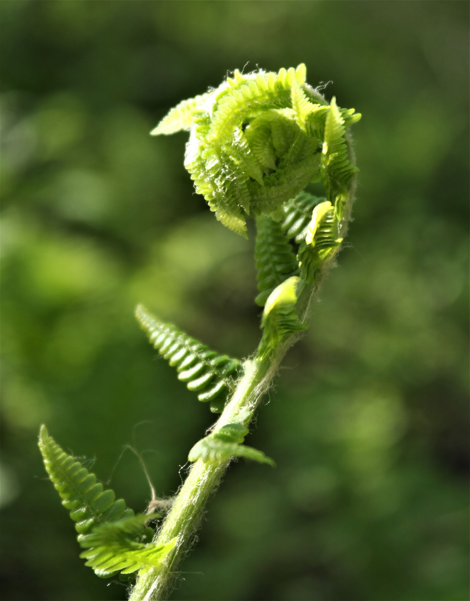 Samsung NX2000 sample photo. Nature, fern, green photography