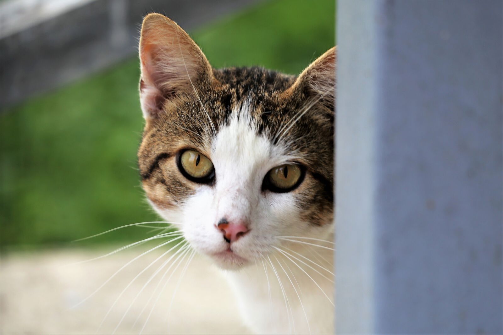 Canon EF 70-300 F4-5.6 IS II USM sample photo. Curious domestic cat, face photography