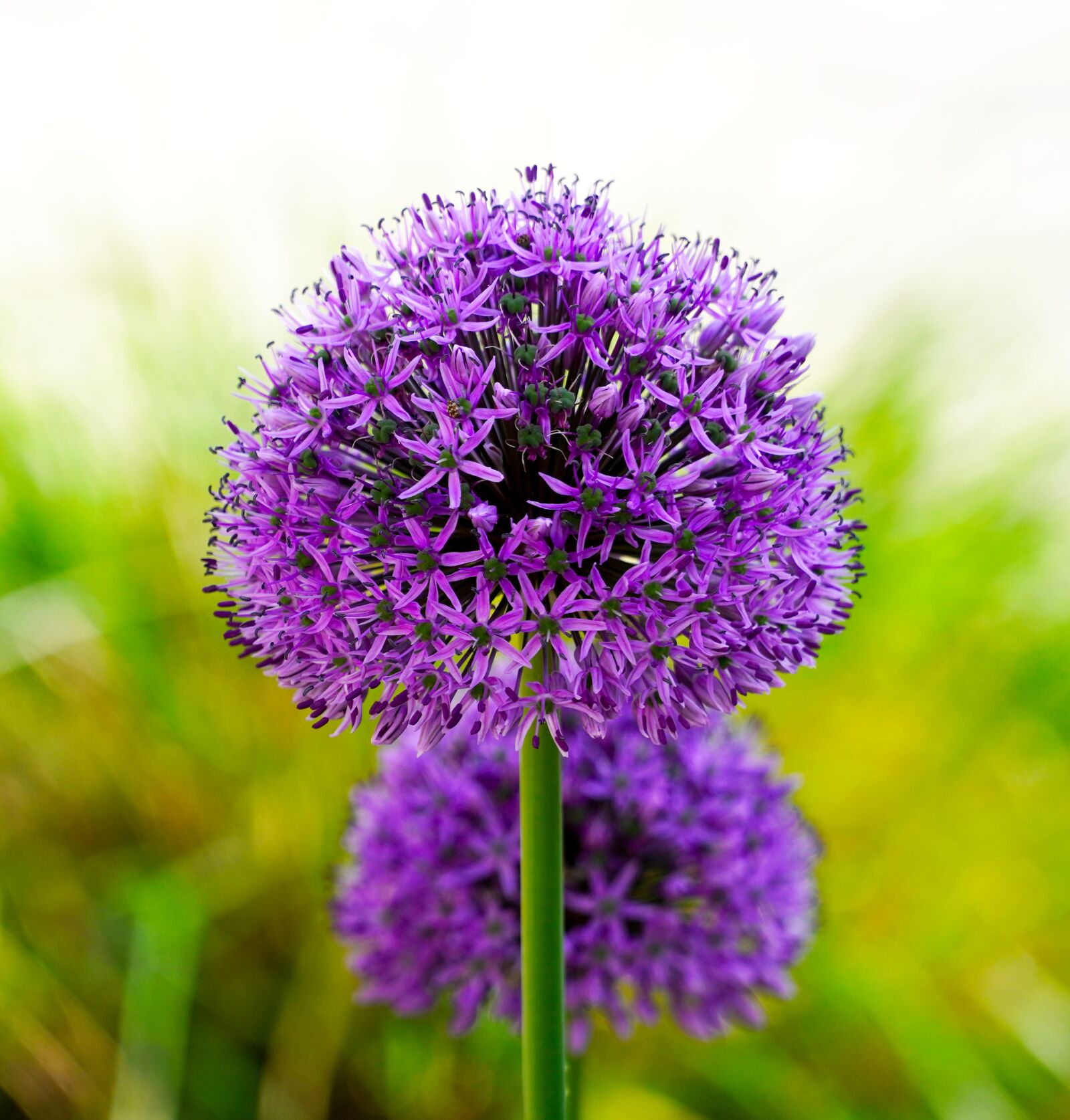 Sony E PZ 18-105mm F4 G OSS sample photo. Ornamental onion, flower, plant photography