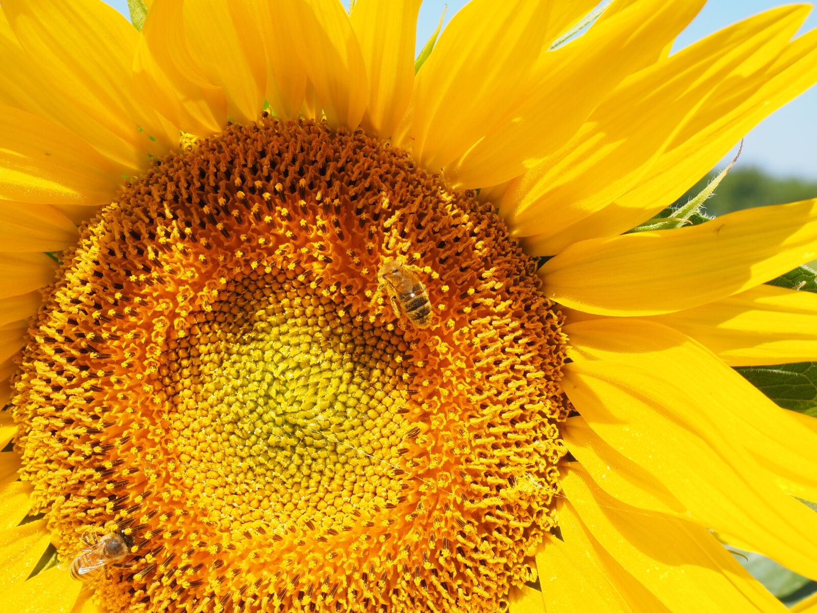 Olympus OM-D E-M1 + Olympus M.Zuiko Digital ED 12-40mm F2.8 Pro sample photo. Sunflower, bee, blossom photography