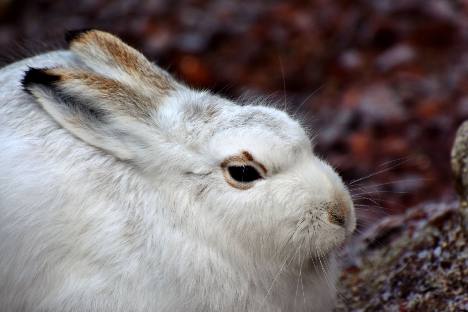 Nikon D7200 sample photo. Schneehase, hare, doe photography