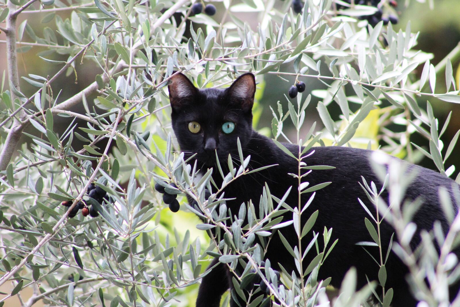 Canon EF75-300mm f/4-5.6 sample photo. Cat, black, salem photography