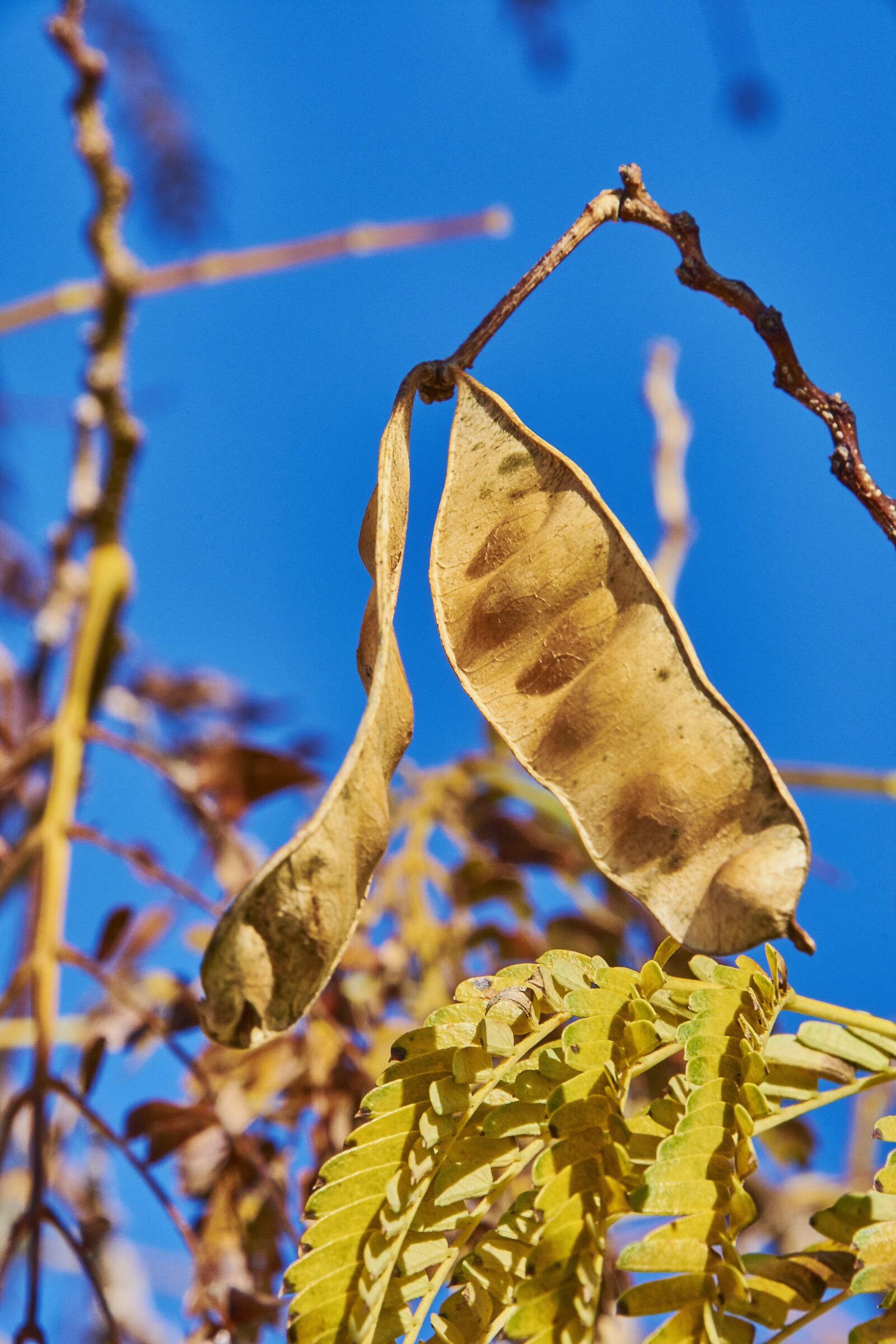 Nikon D7200 sample photo. Leaves, shrubs, plant photography