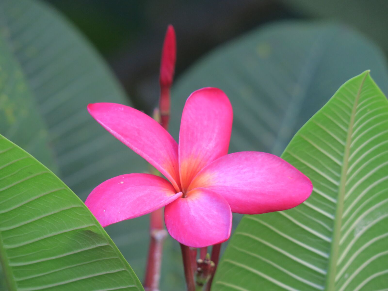 Canon PowerShot G3 X sample photo. Flower, natural, summer photography