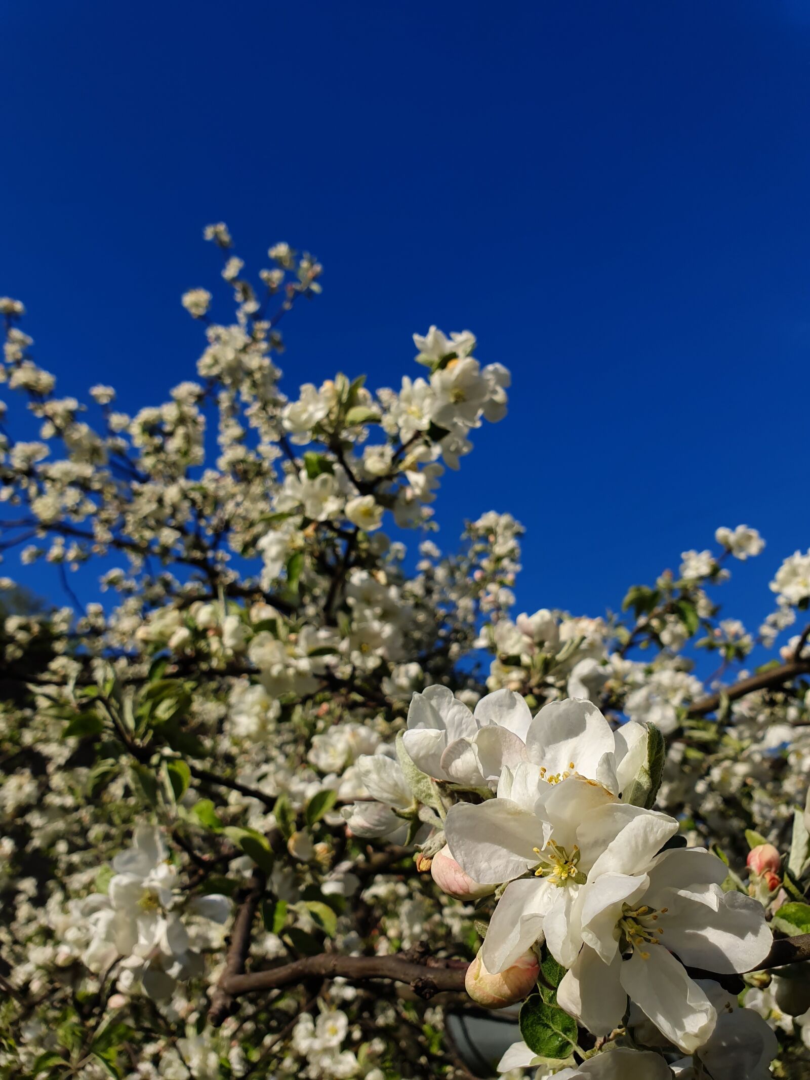 Samsung Galaxy S10e sample photo. Apple tree, blossom, spring photography