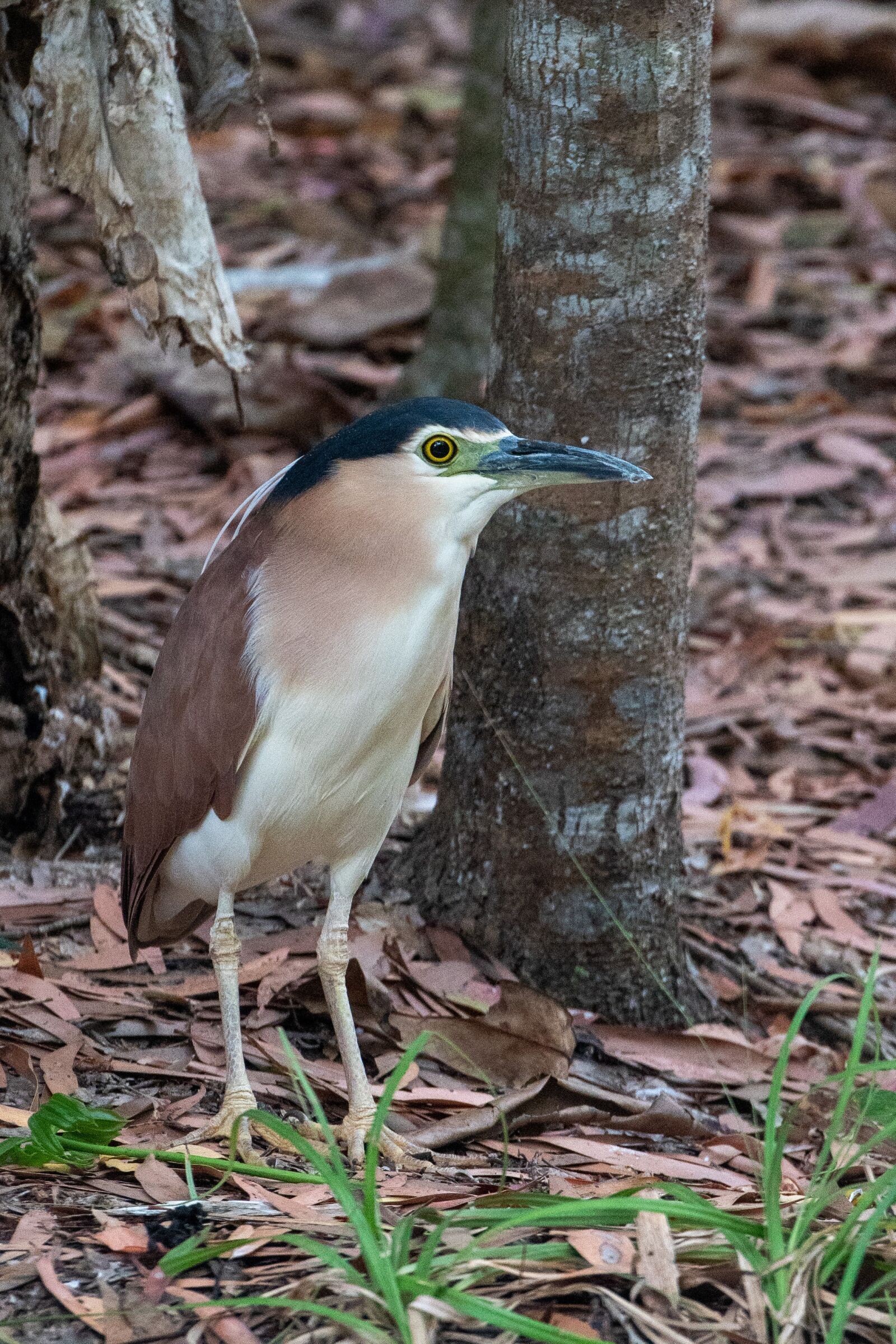 Nikon D500 sample photo. Heron, bird, nature photography