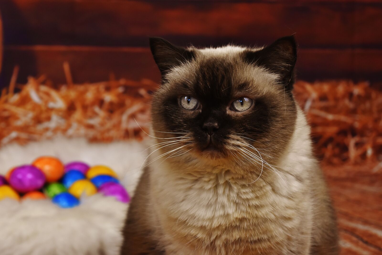 Nikon D7200 sample photo. British shorthair, thoroughbred, fur photography