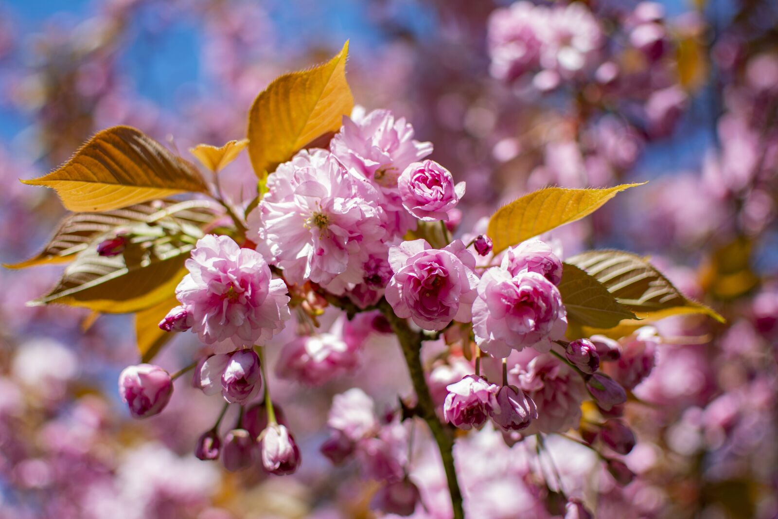 Nikon D5200 sample photo. Spring, flowers, season photography