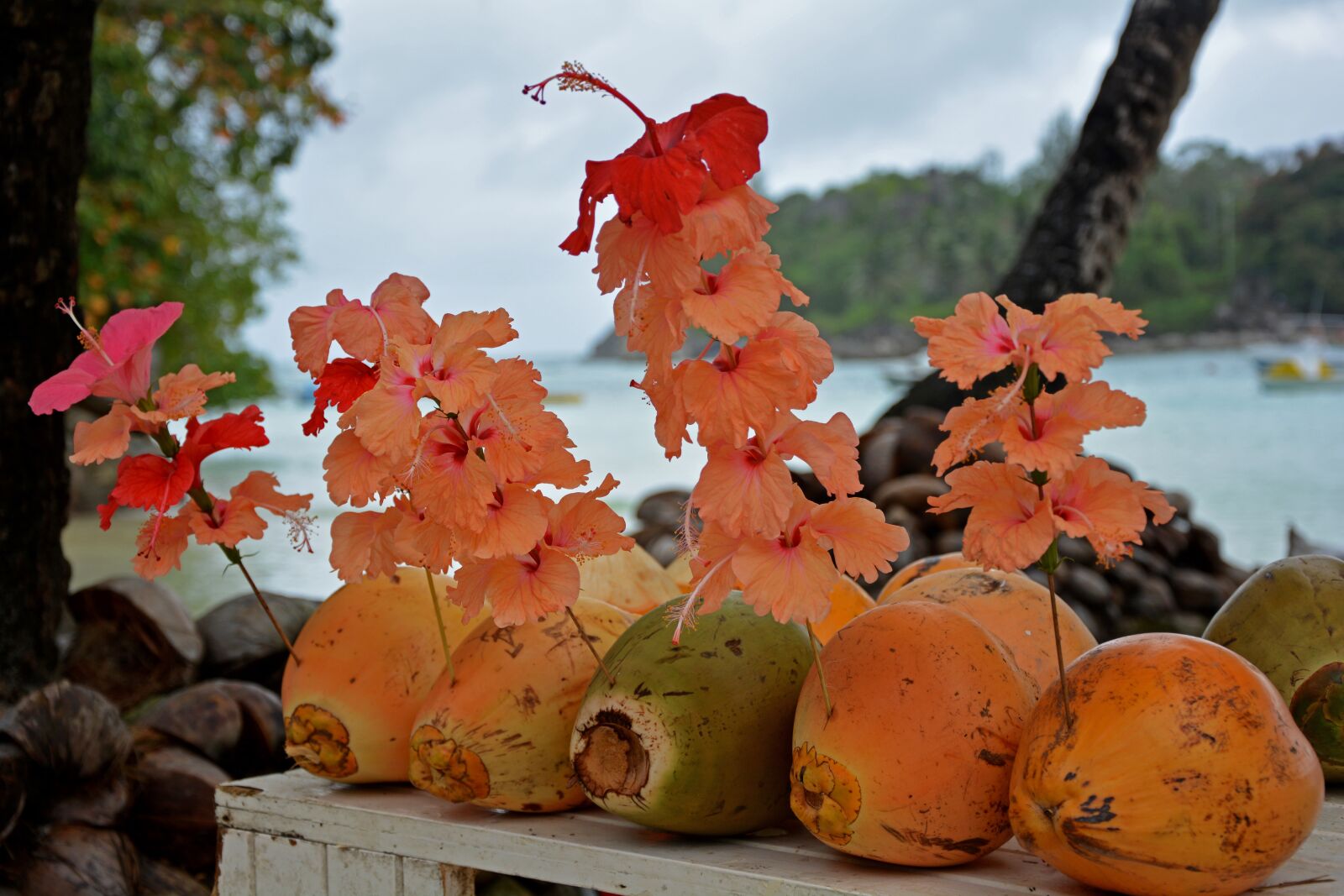 Nikon D5200 sample photo. Coconuts, tropics, paradise photography