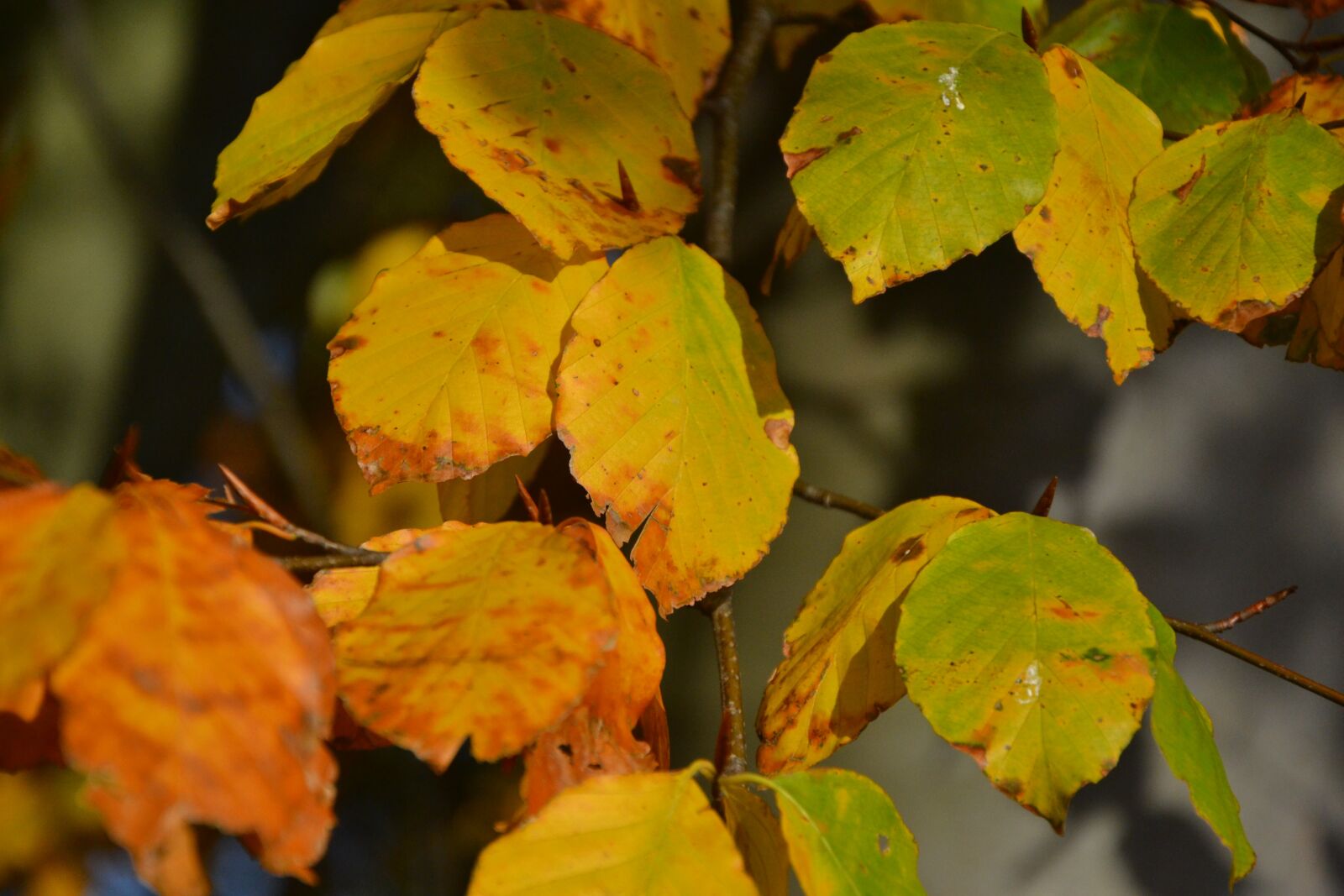 Nikon D3100 sample photo. Leaves, autumn, yellow photography