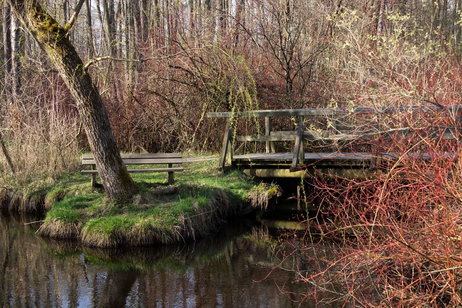 Canon EOS 600D (Rebel EOS T3i / EOS Kiss X5) sample photo. Riedsee, waters, mirroring photography